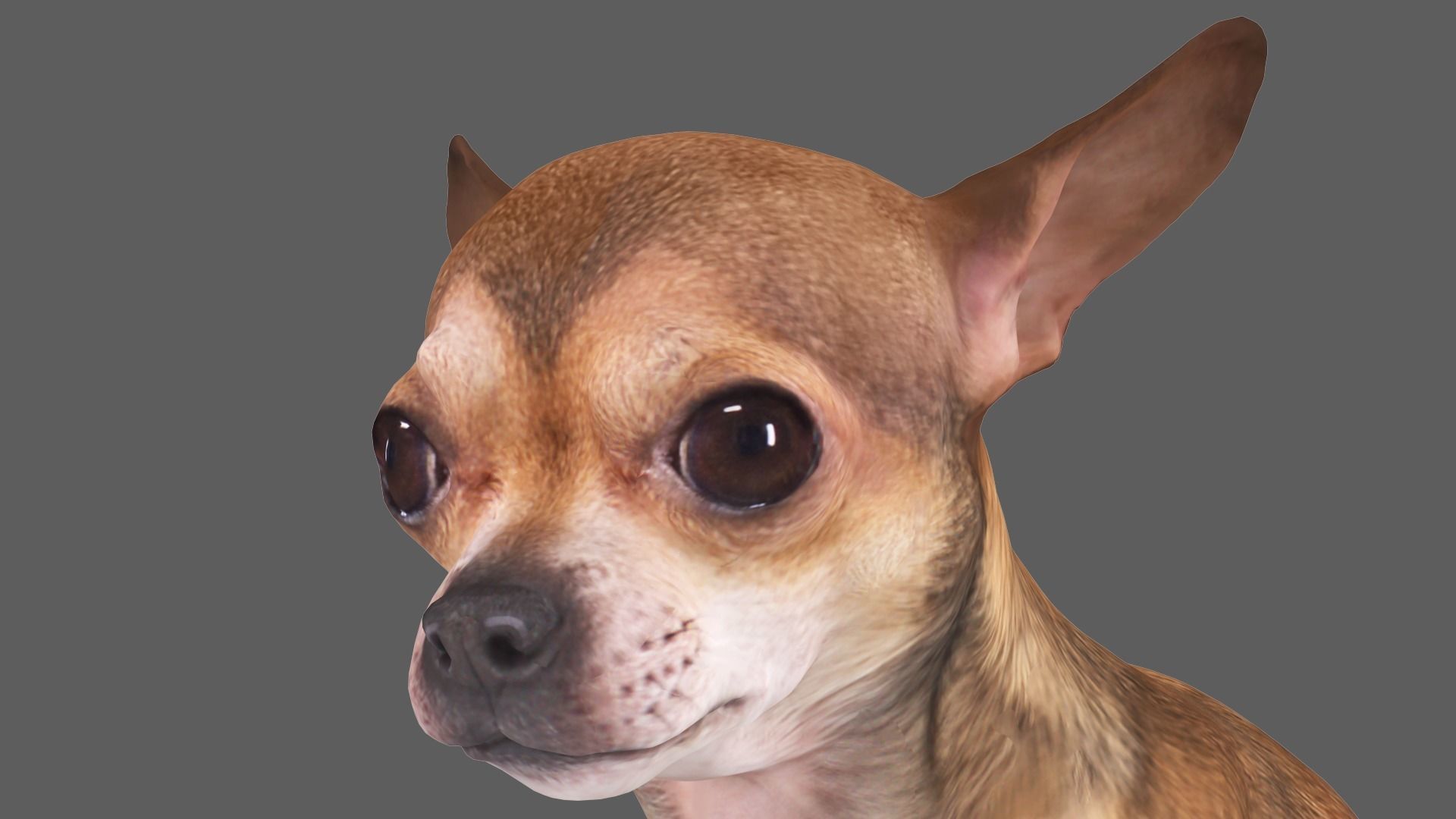 Scanned Dog Collection x13 _37