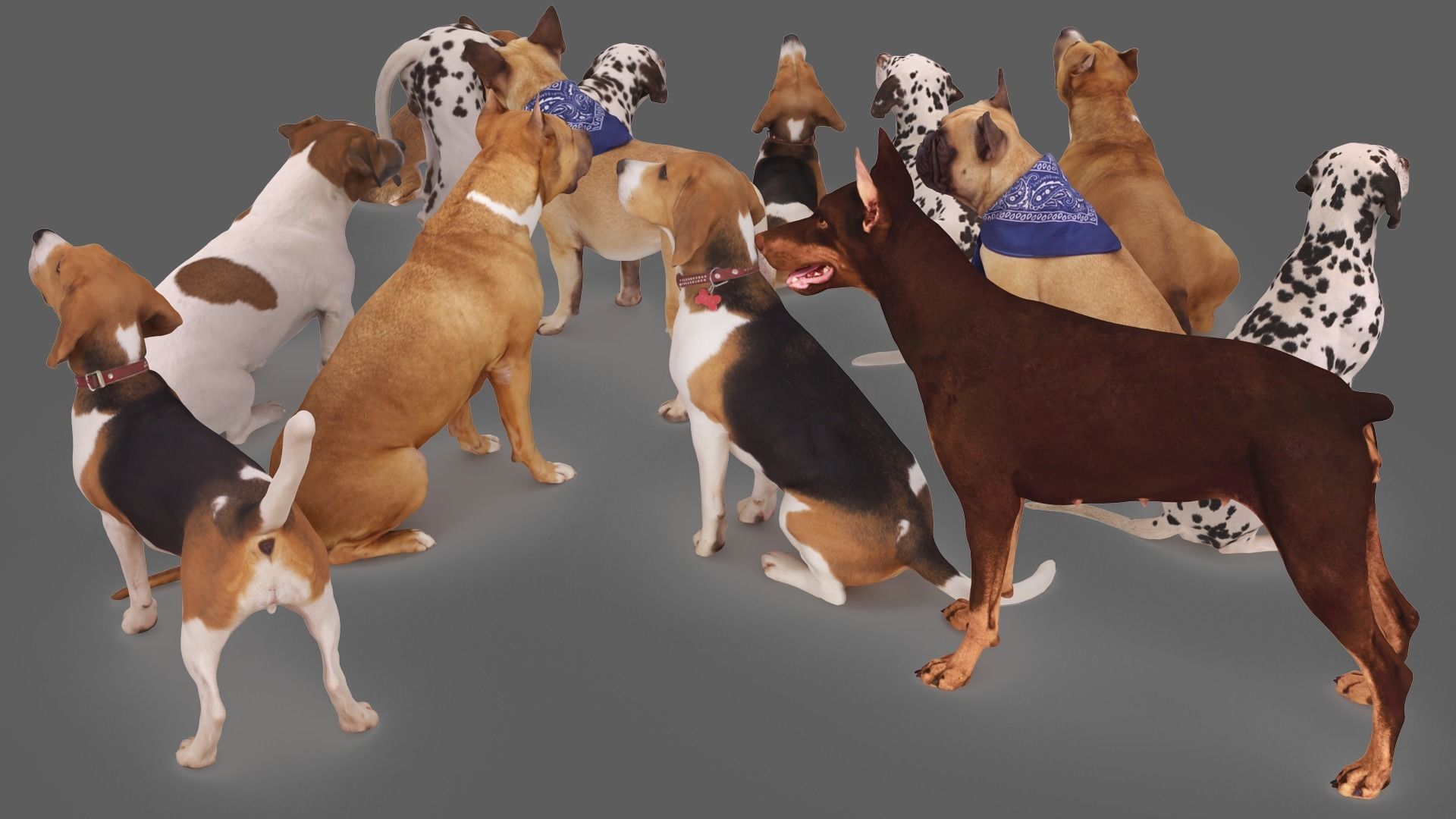 Scanned Dog Collection x13 _3