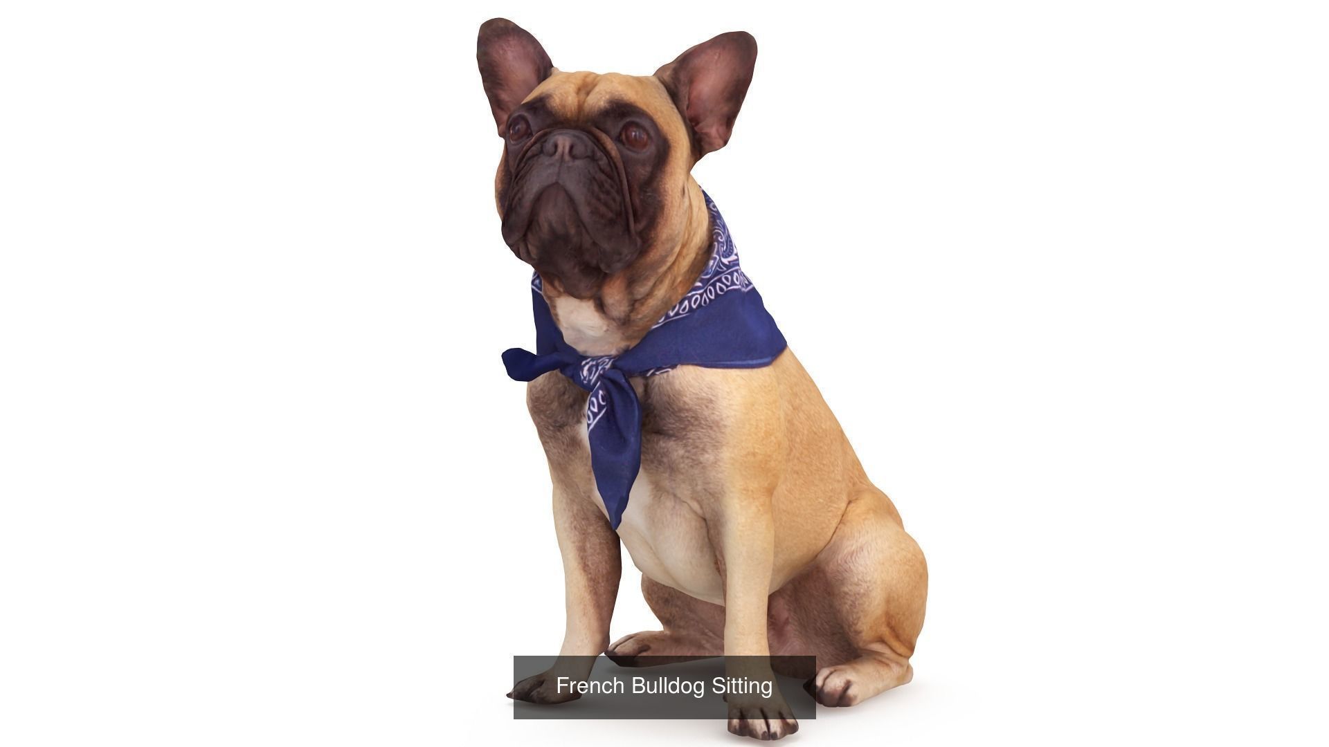 Scanned Dog Collection x13 _16