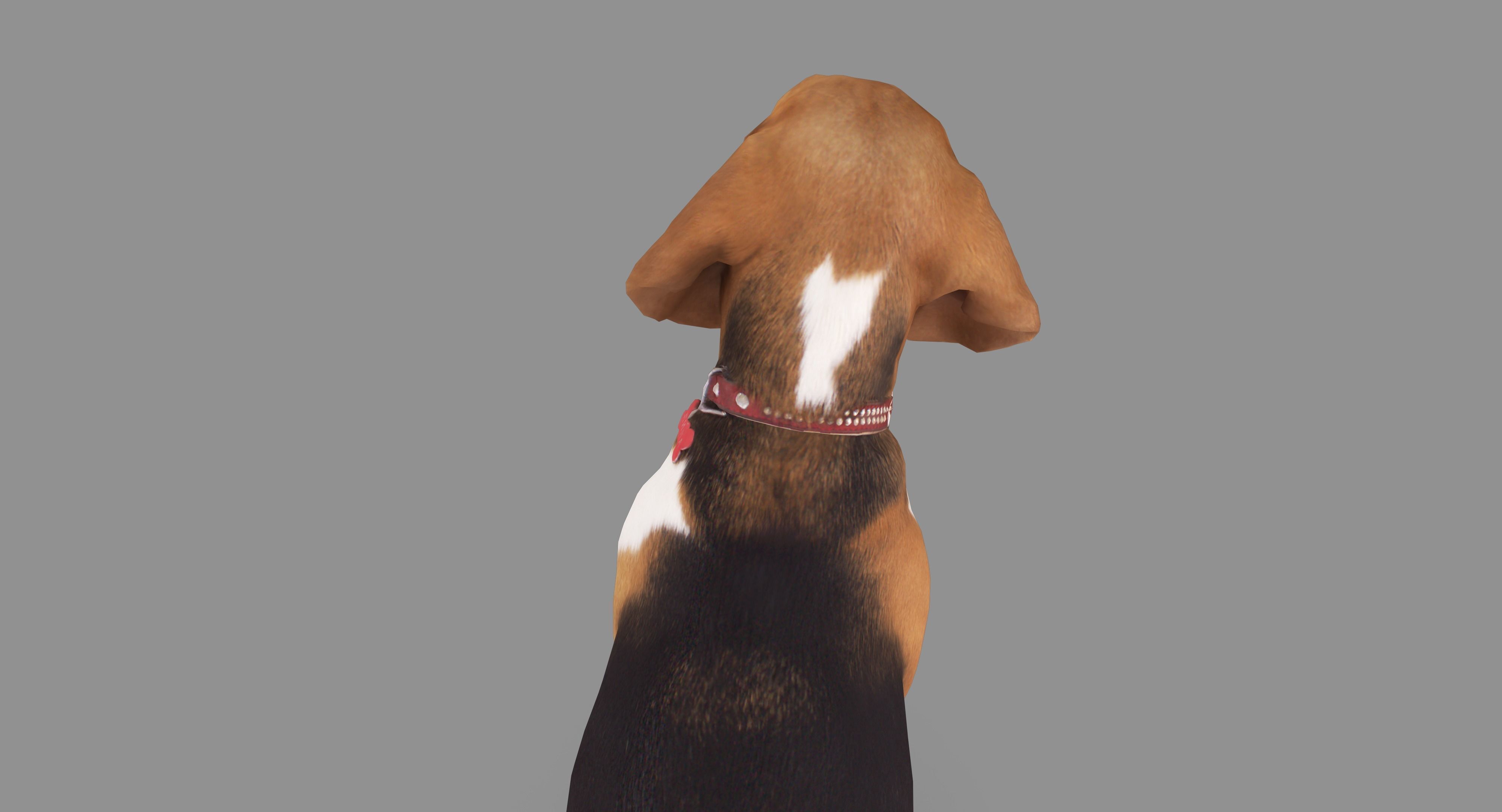 Scanned Dog Collection x13 _81