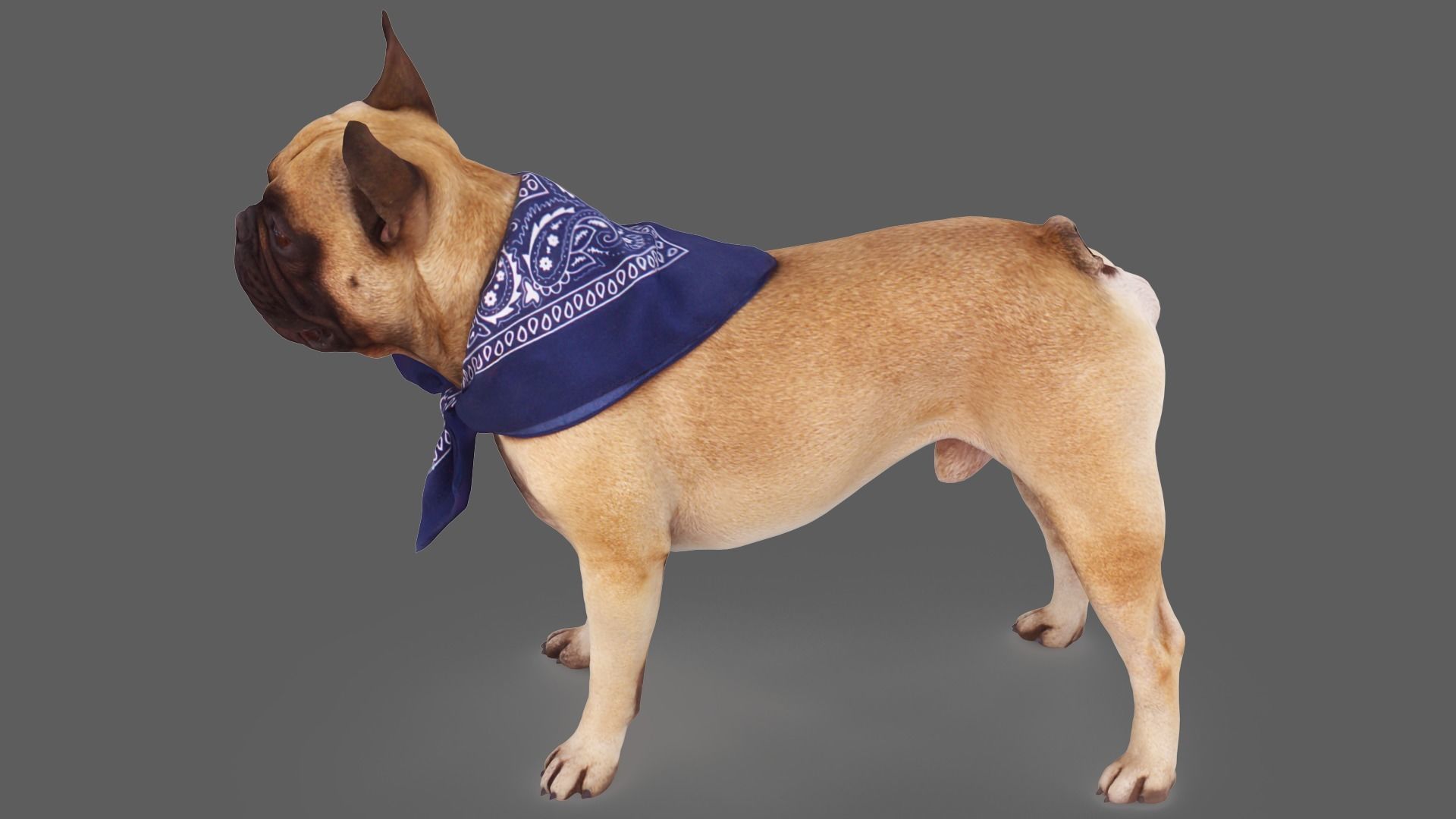 Scanned Dog Collection x13 _44