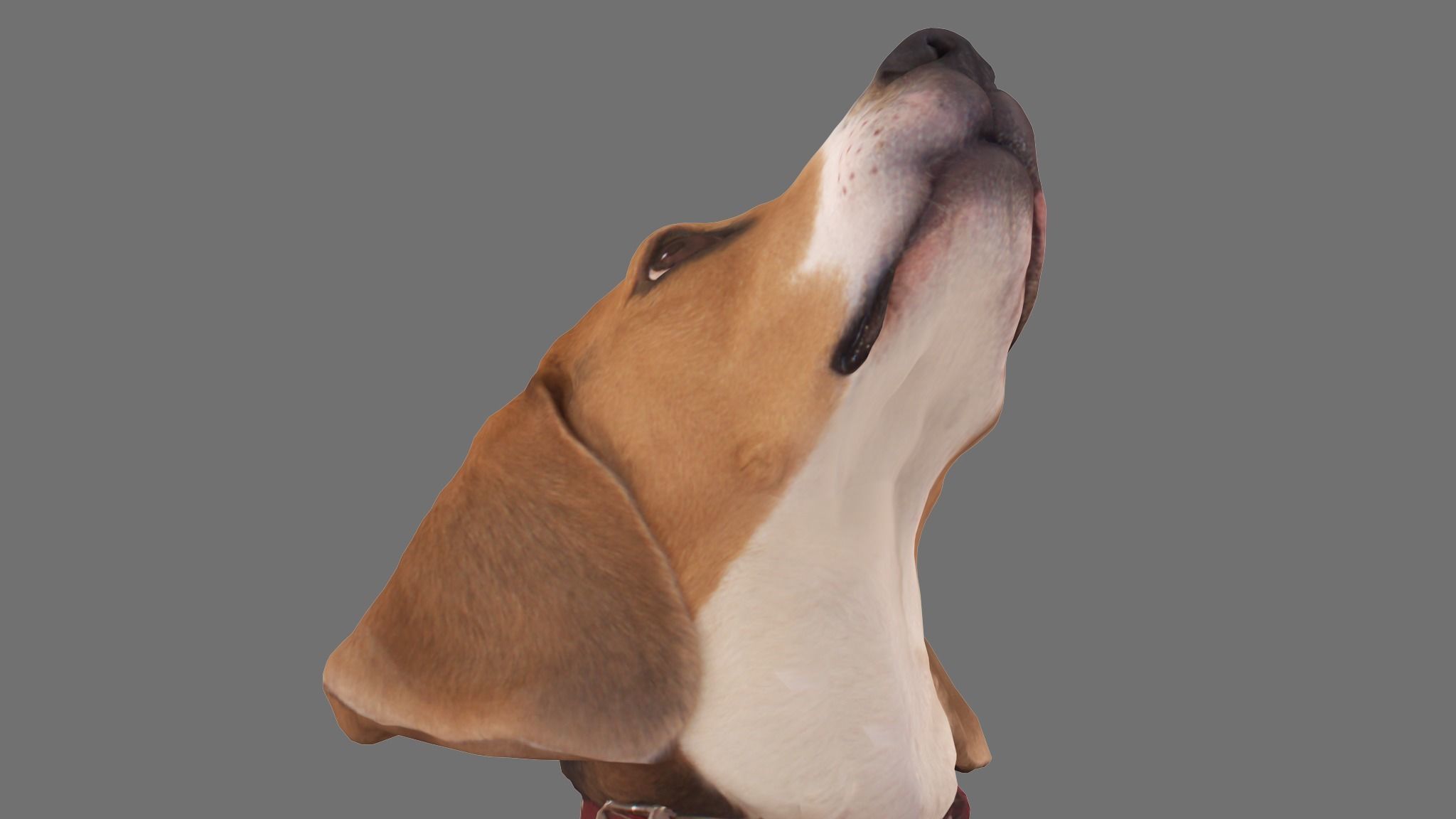 Scanned Dog Collection x13 _53