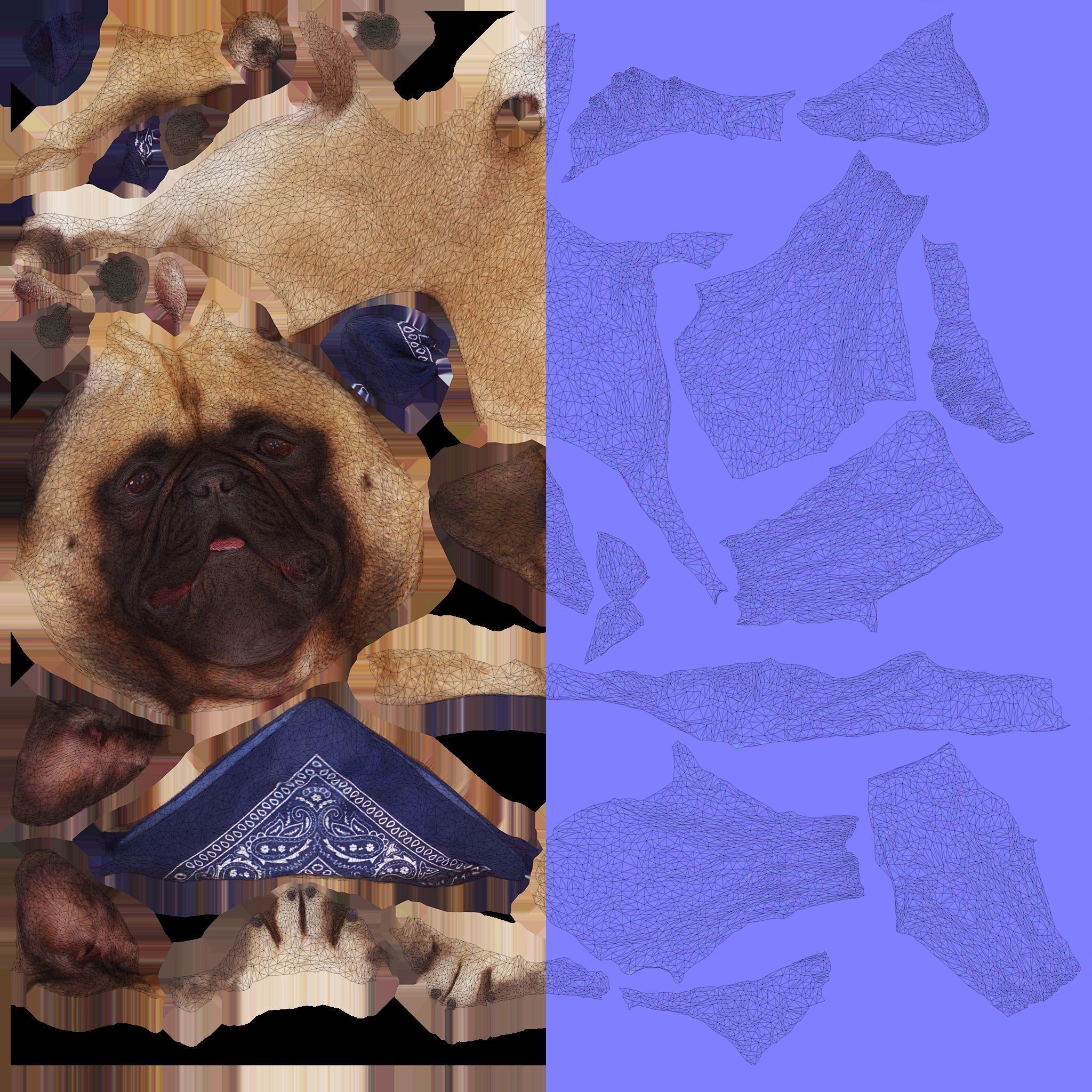 Scanned Dog Collection x13 _47