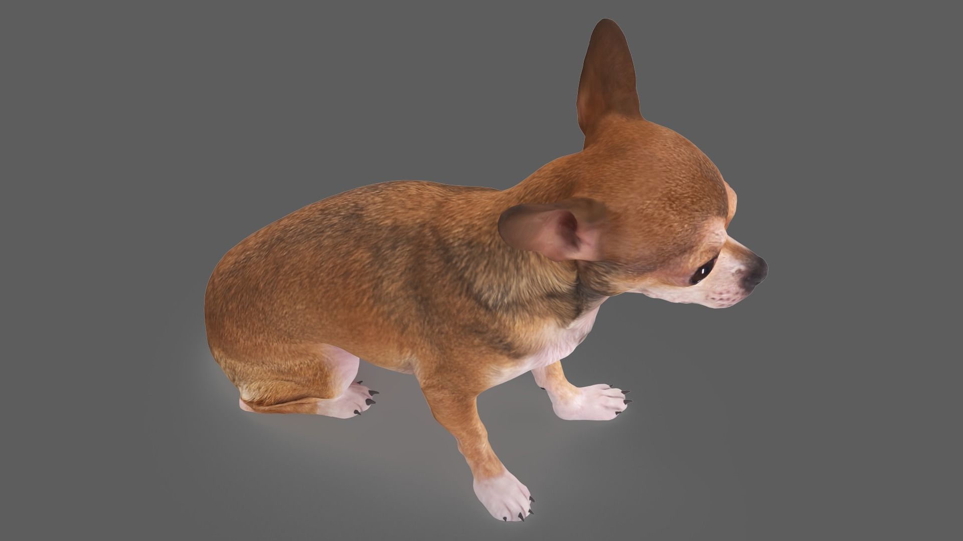 Scanned Dog Collection x13 _34