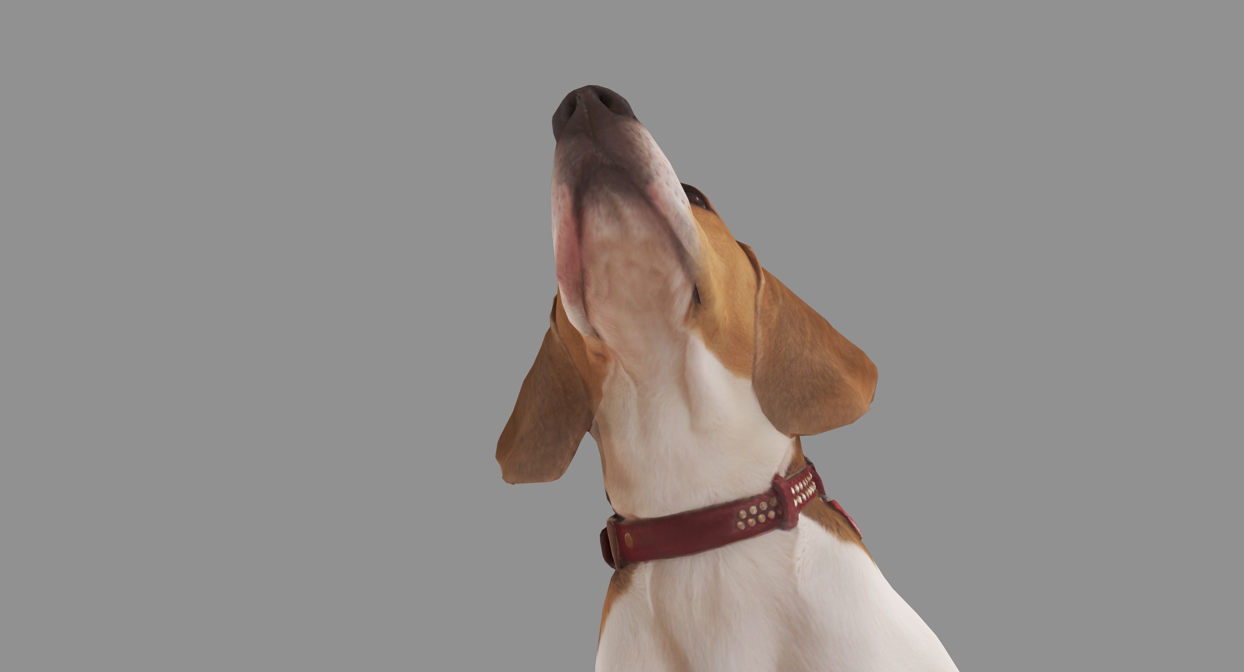 Scanned Dog Collection x13 _78