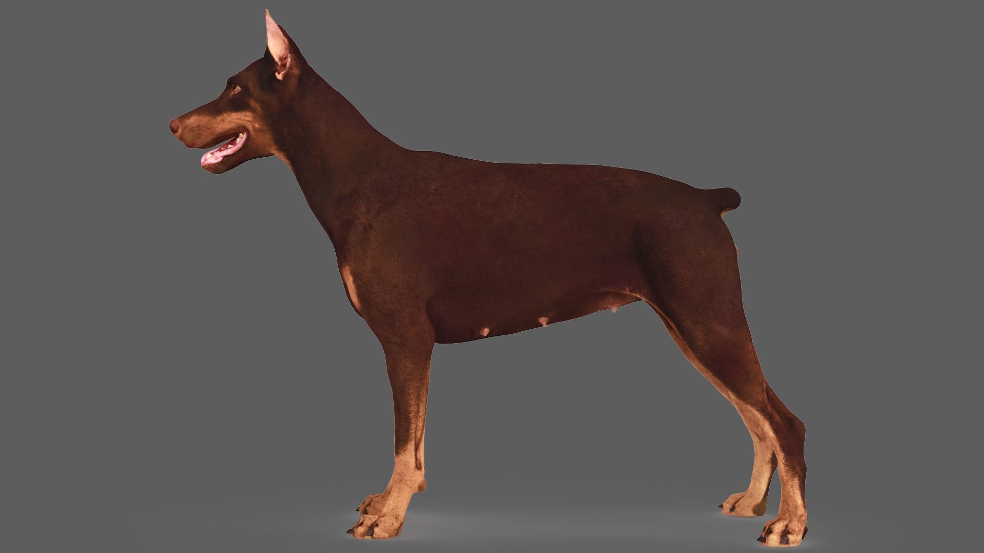 Scanned Dog Collection x13 _48