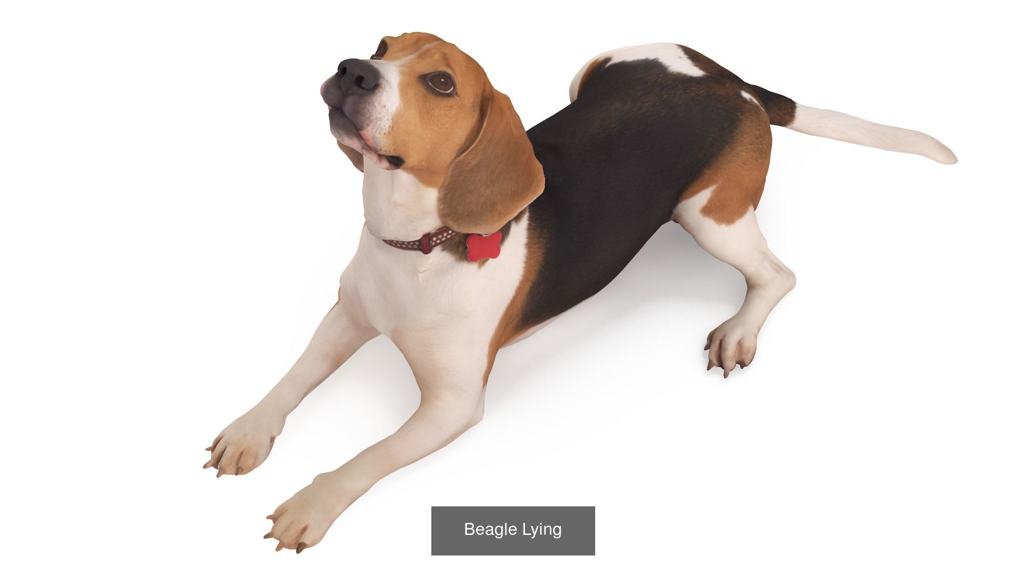 Scanned Dog Collection x13 _14