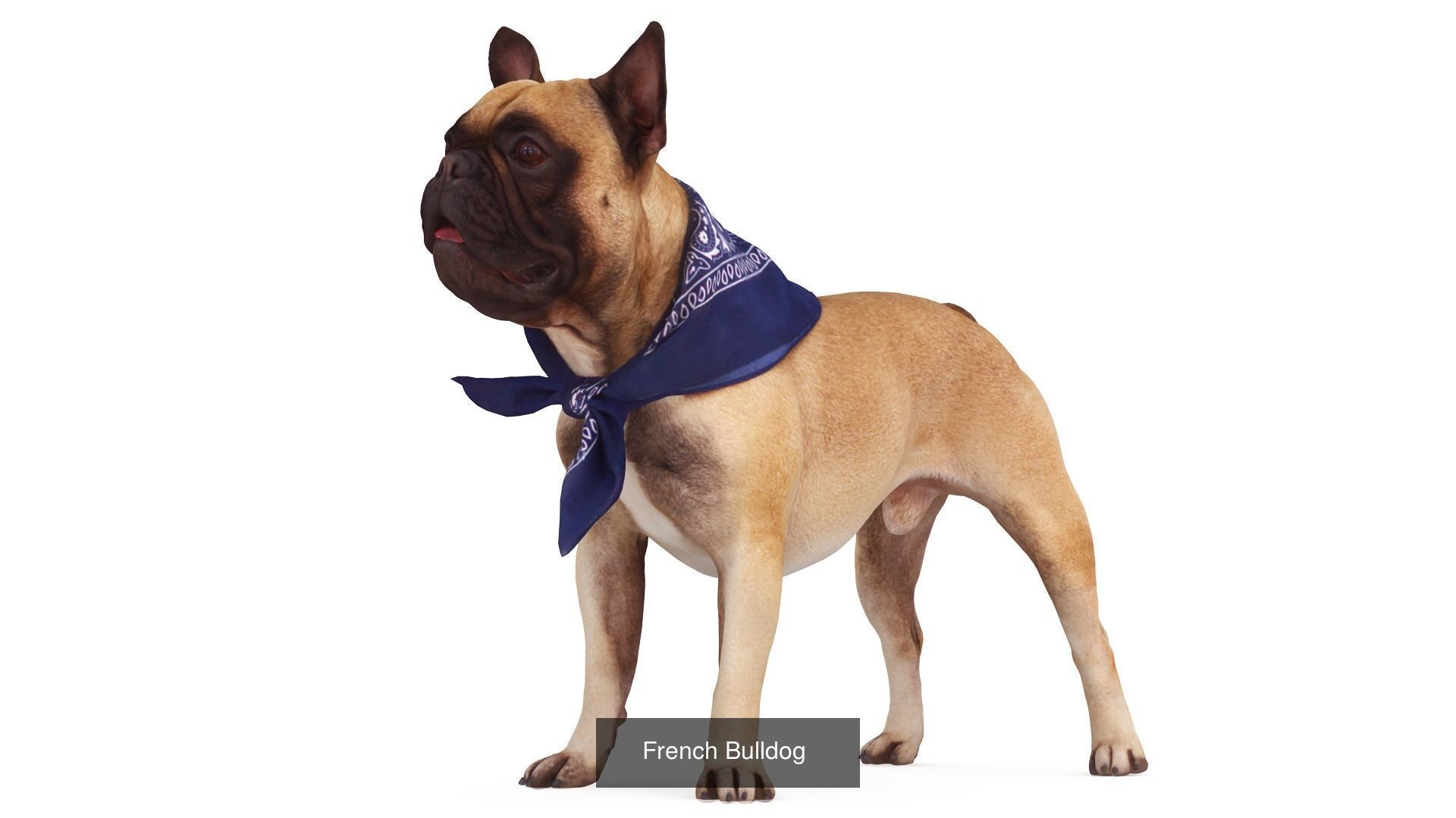 Scanned Dog Collection x13 _6