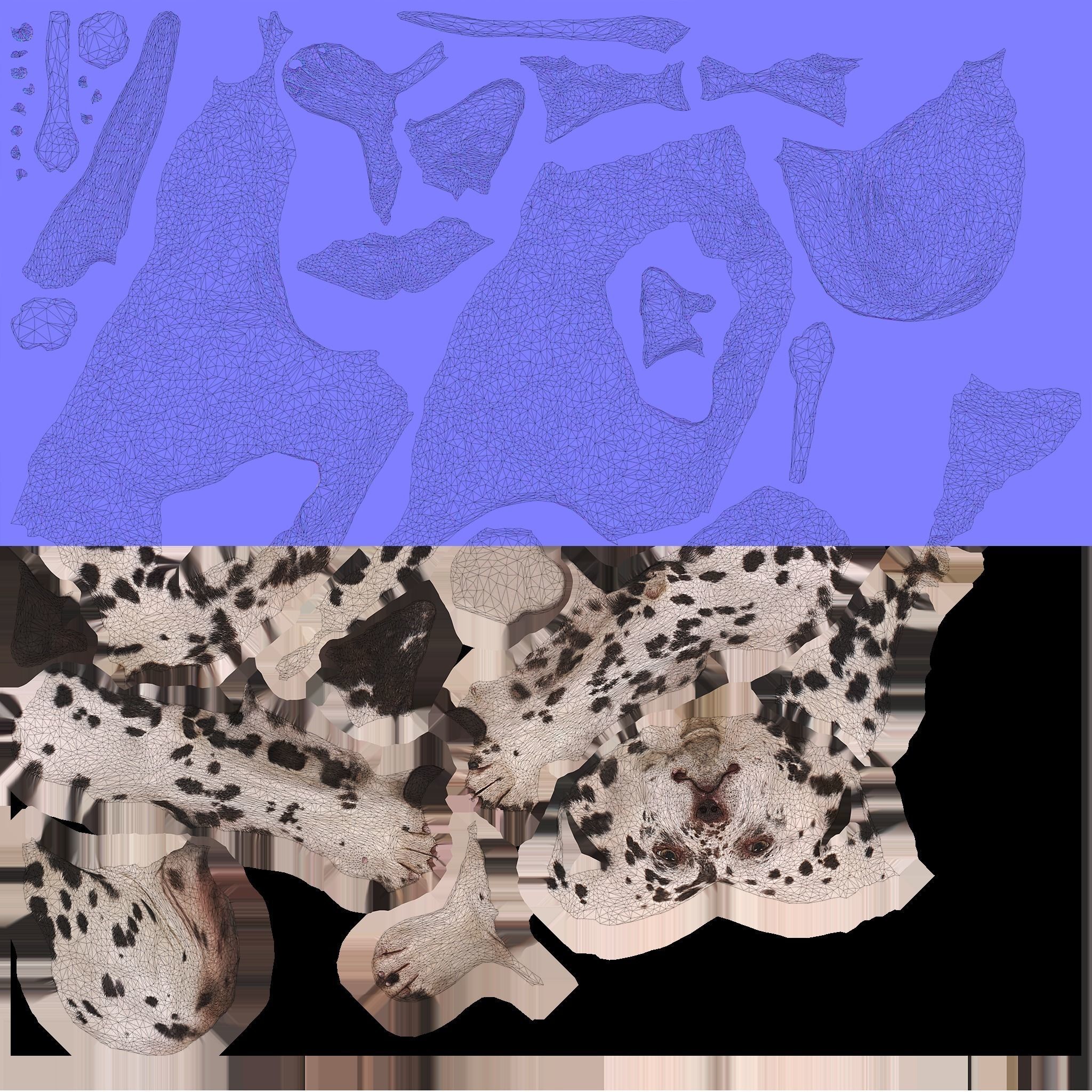 Scanned Dog Collection x13 _90