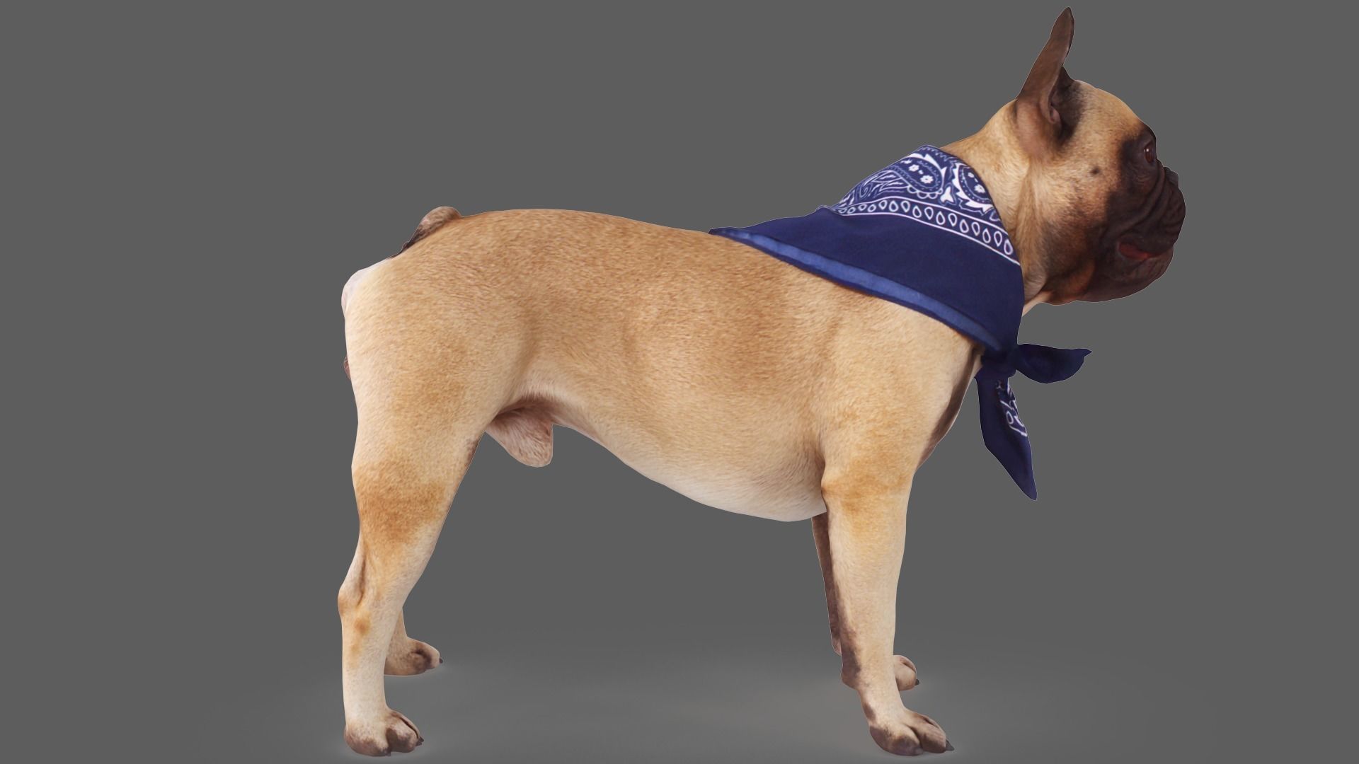 Scanned Dog Collection x13 _43