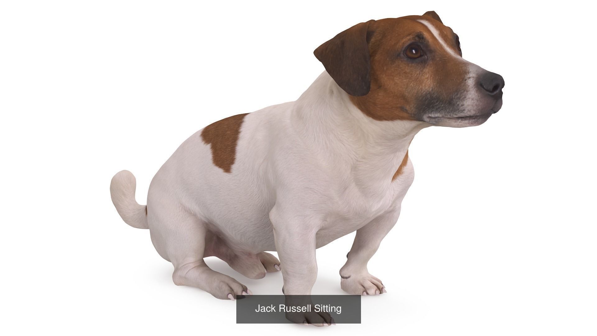 Scanned Dog Collection x13 _20