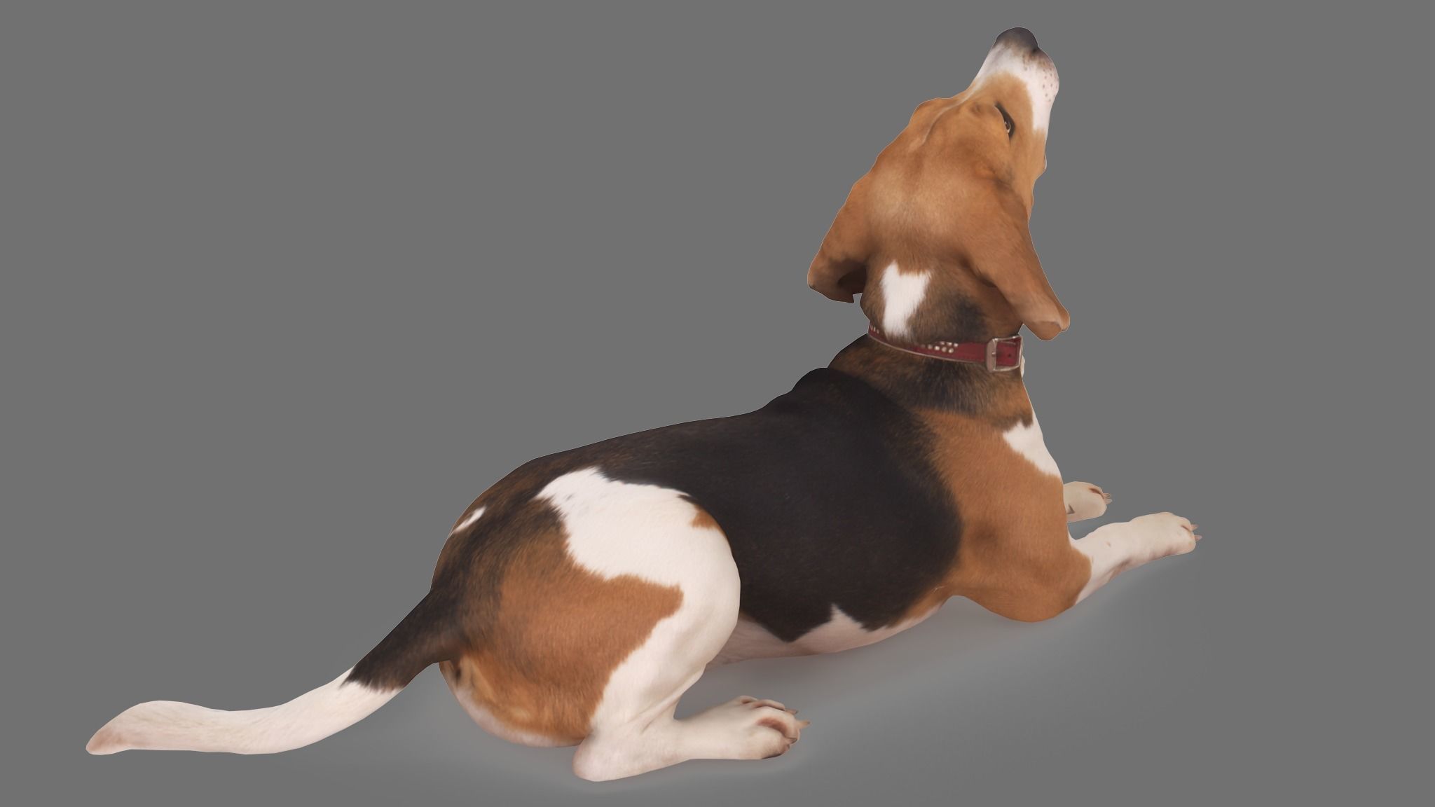 Scanned Dog Collection x13 _54