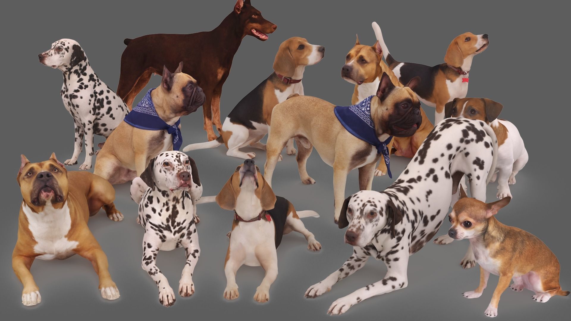 Scanned Dog Collection x13 _1