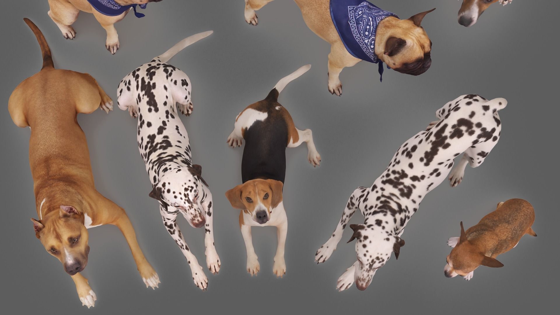 Scanned Dog Collection x13 _4