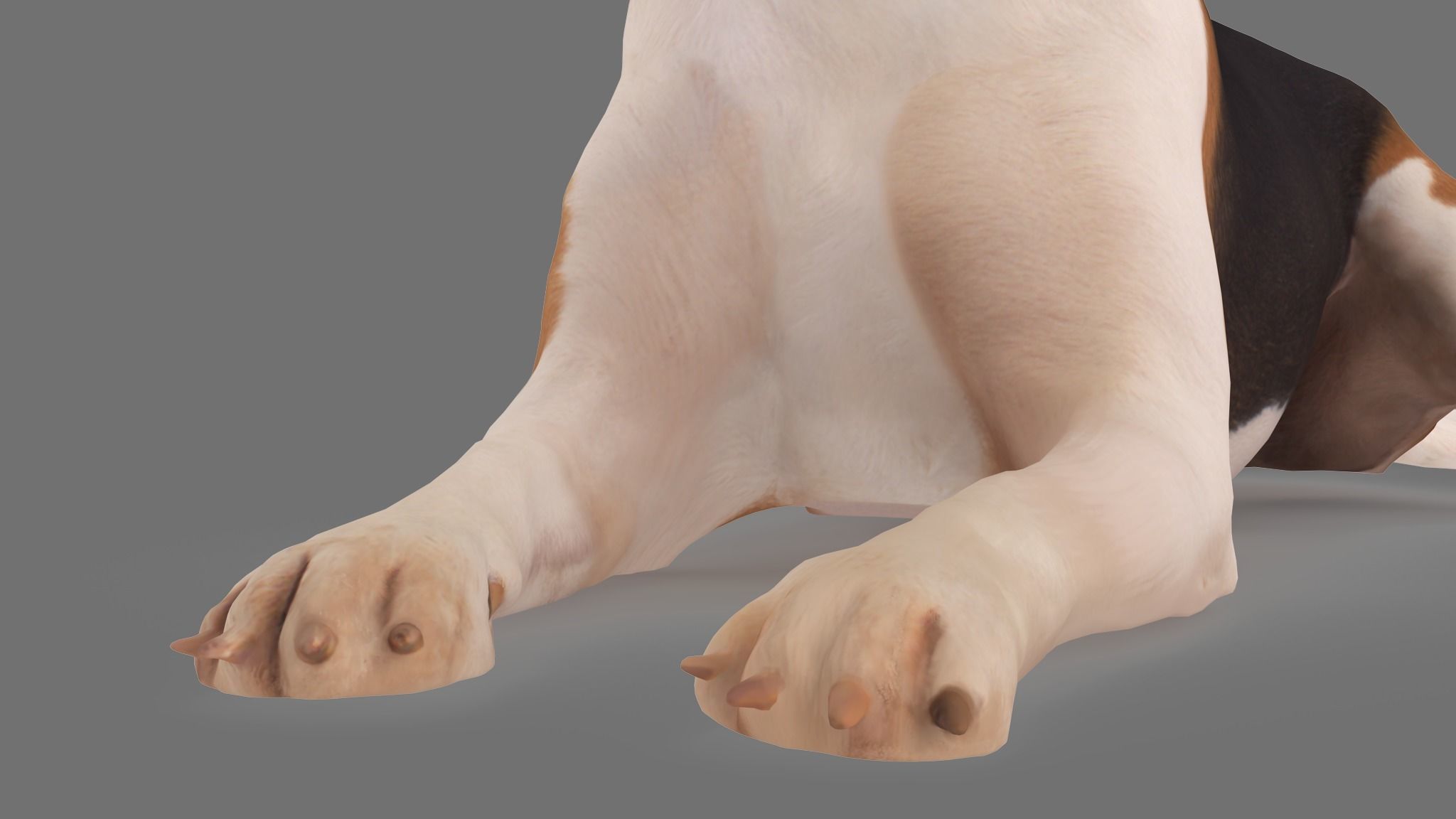 Scanned Dog Collection x13 _55