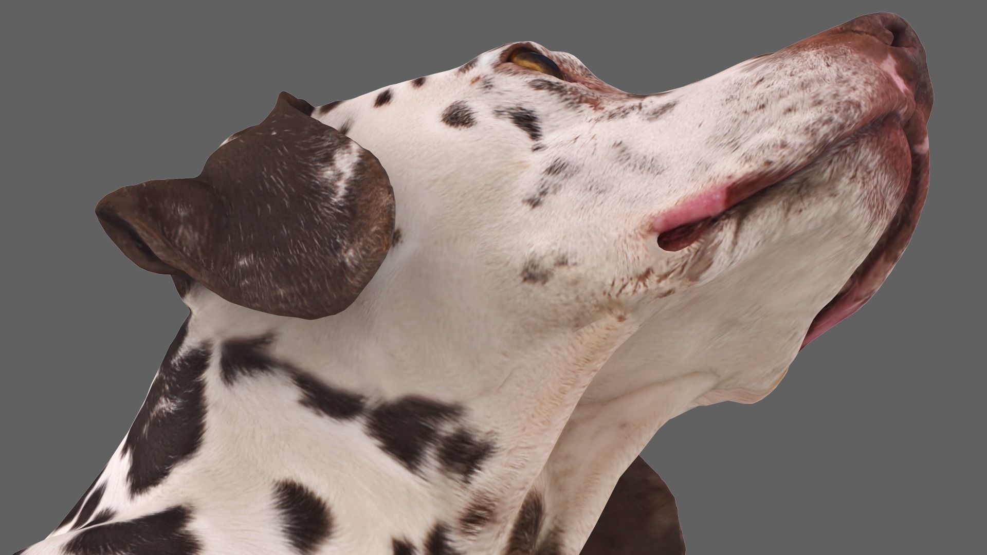 Scanned Dog Collection x13 _57