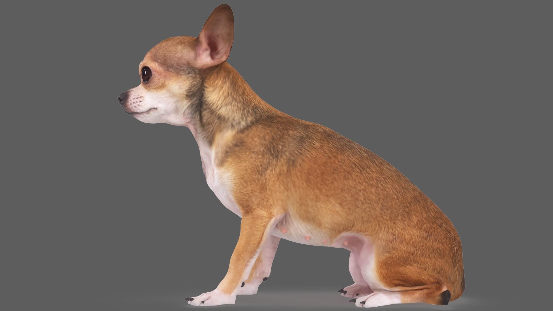 Scanned Dog Collection x13 _33