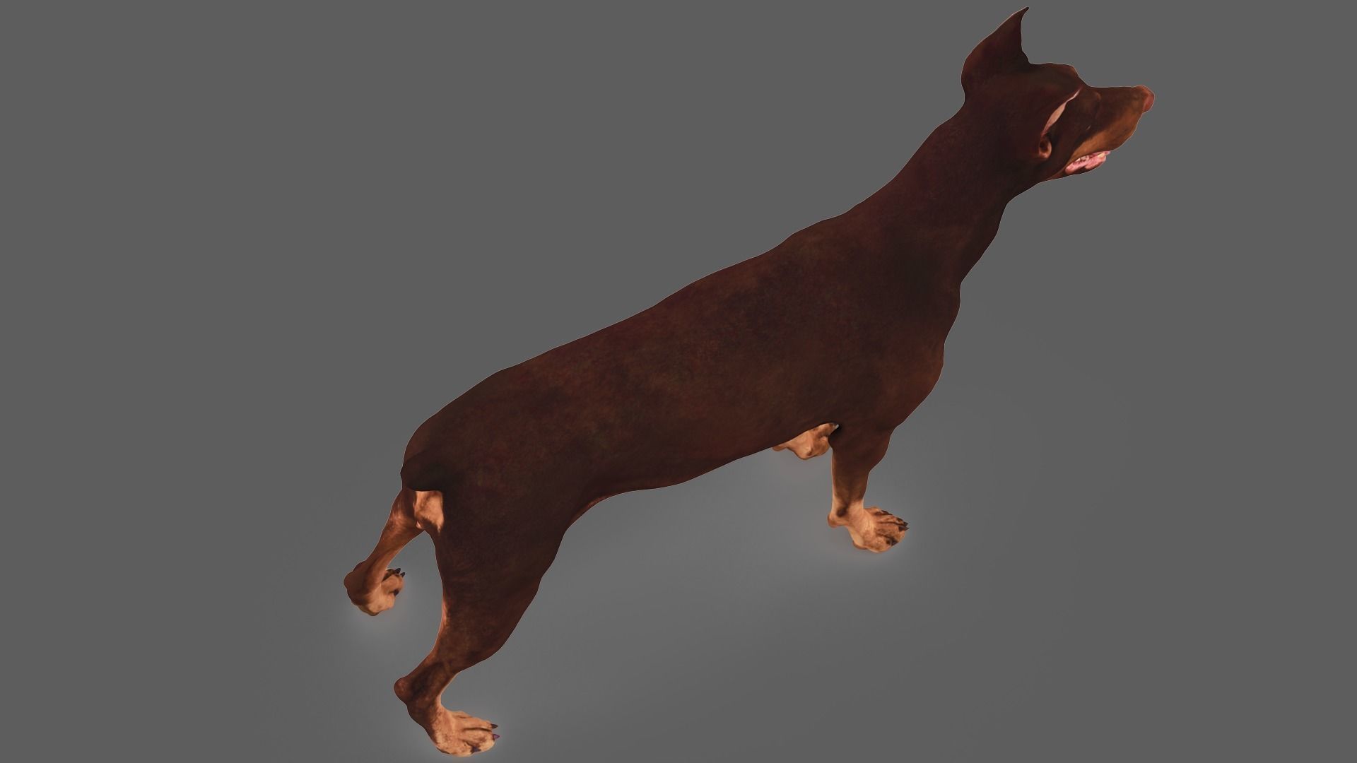 Scanned Dog Collection x13 _49