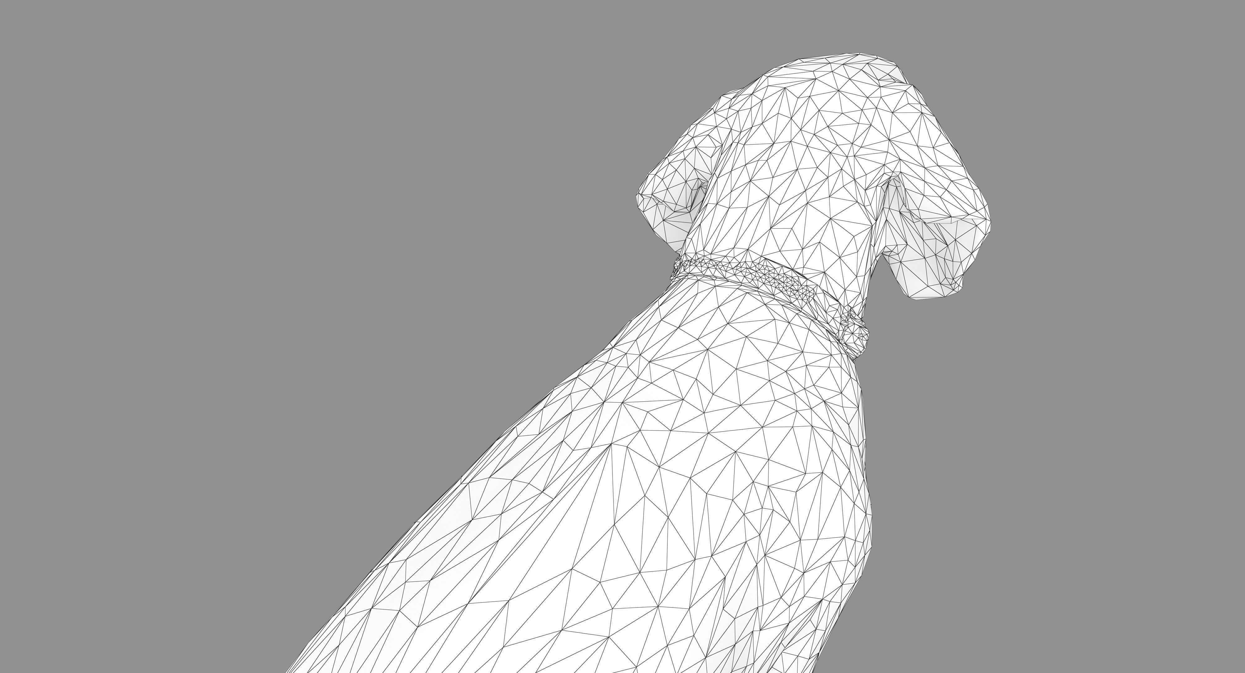 Scanned Dog Collection x13 _85