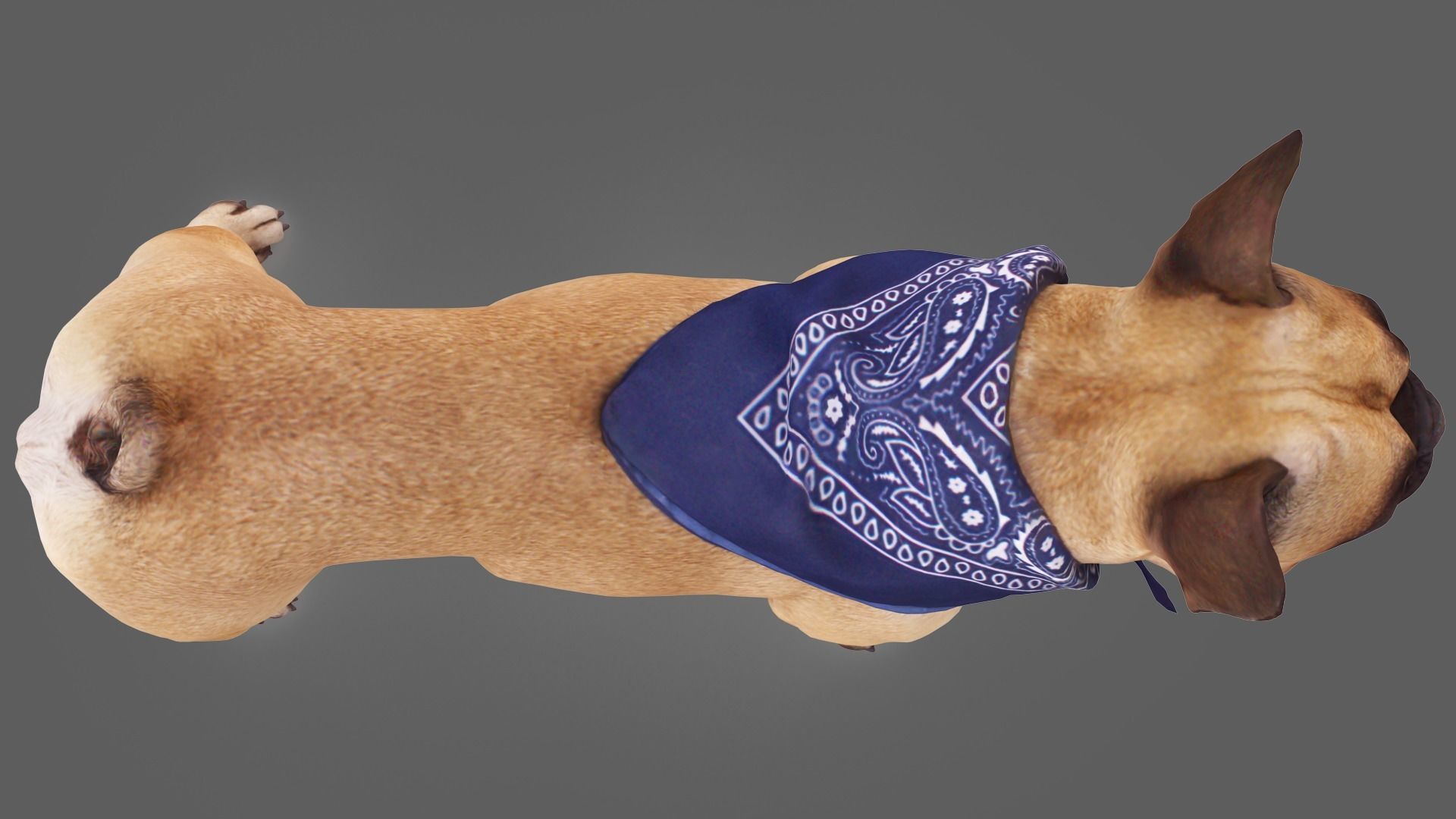 Scanned Dog Collection x13 _46