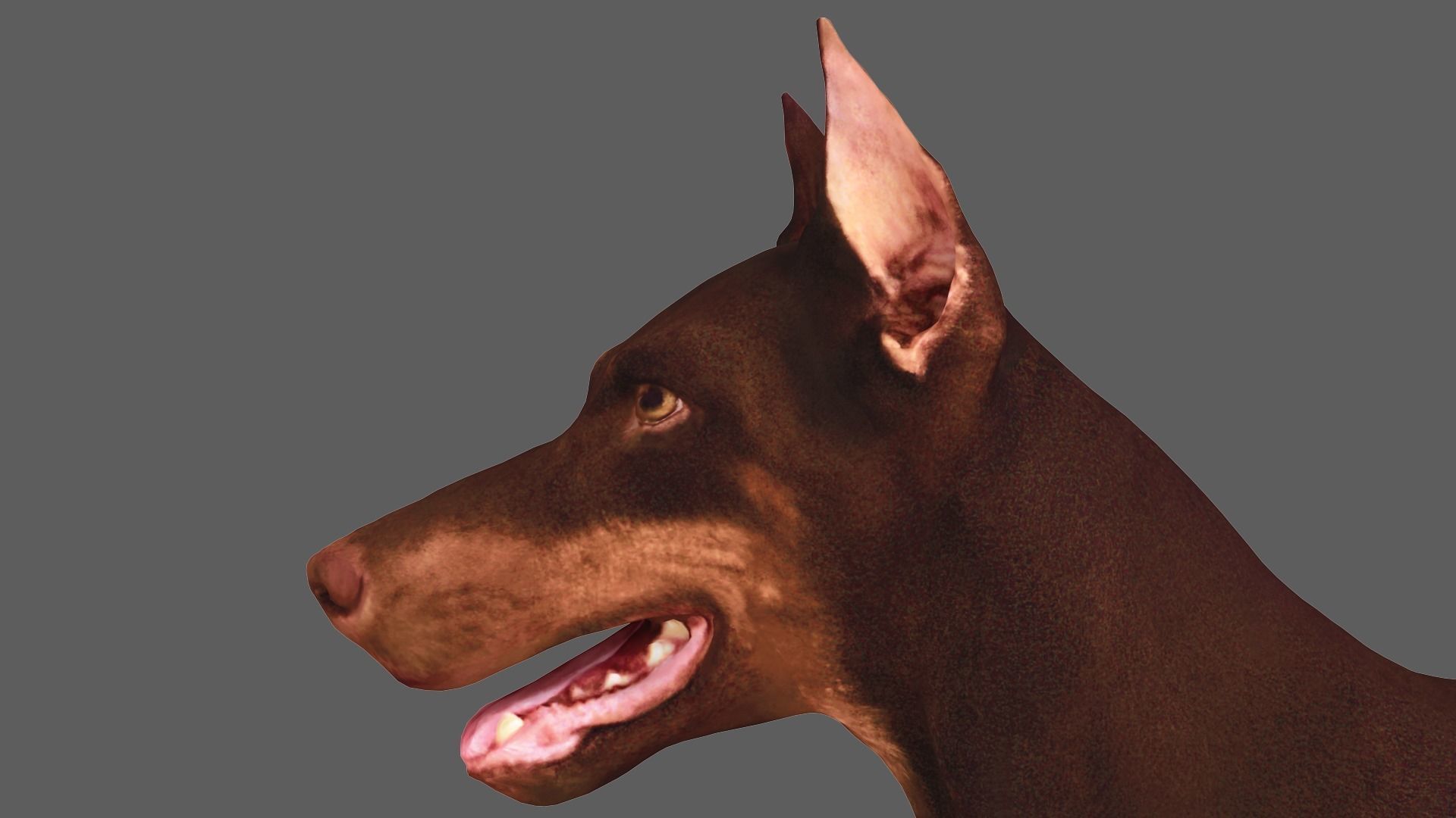 Scanned Dog Collection x13 _50