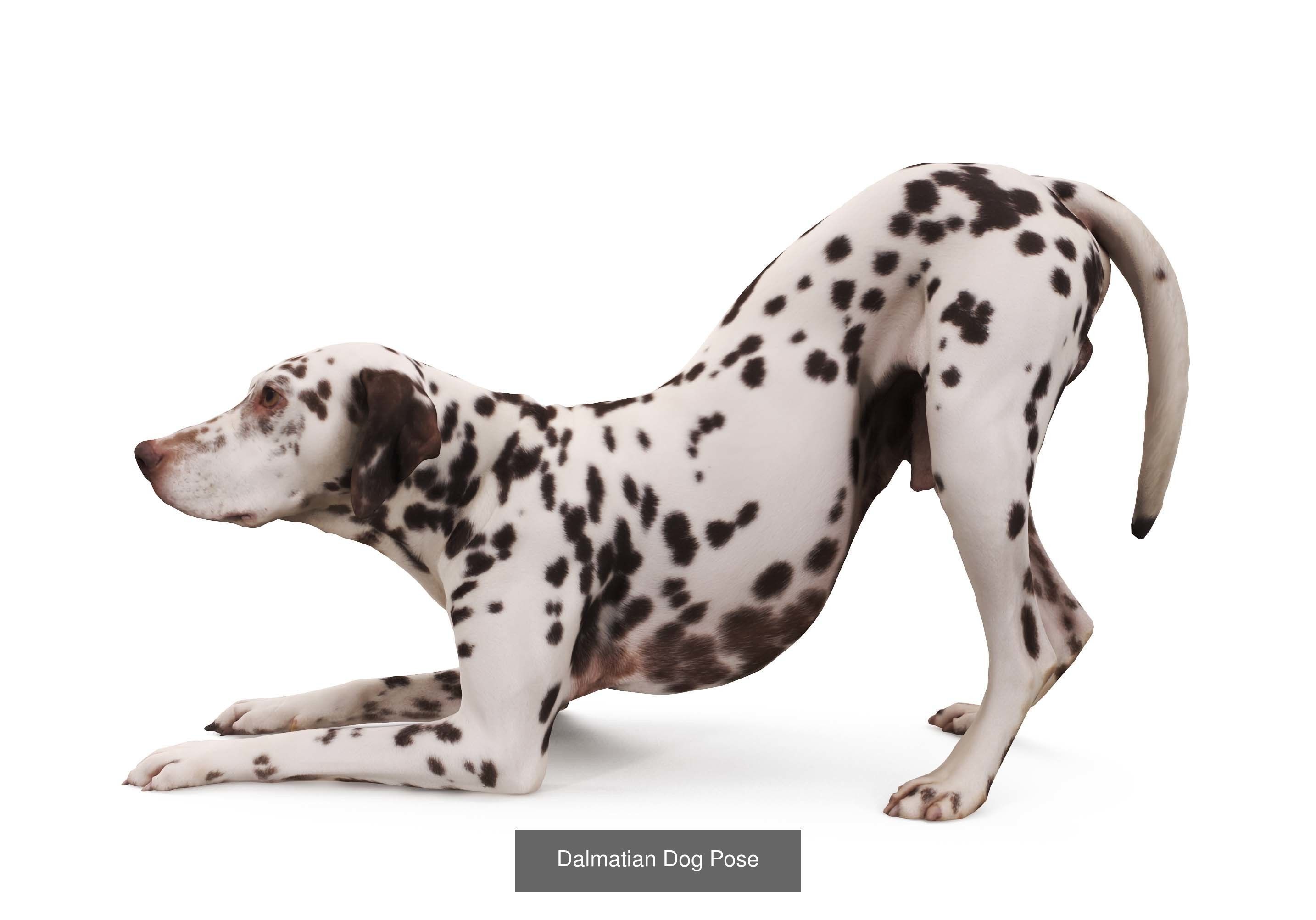 Scanned Dog Collection x13 _10