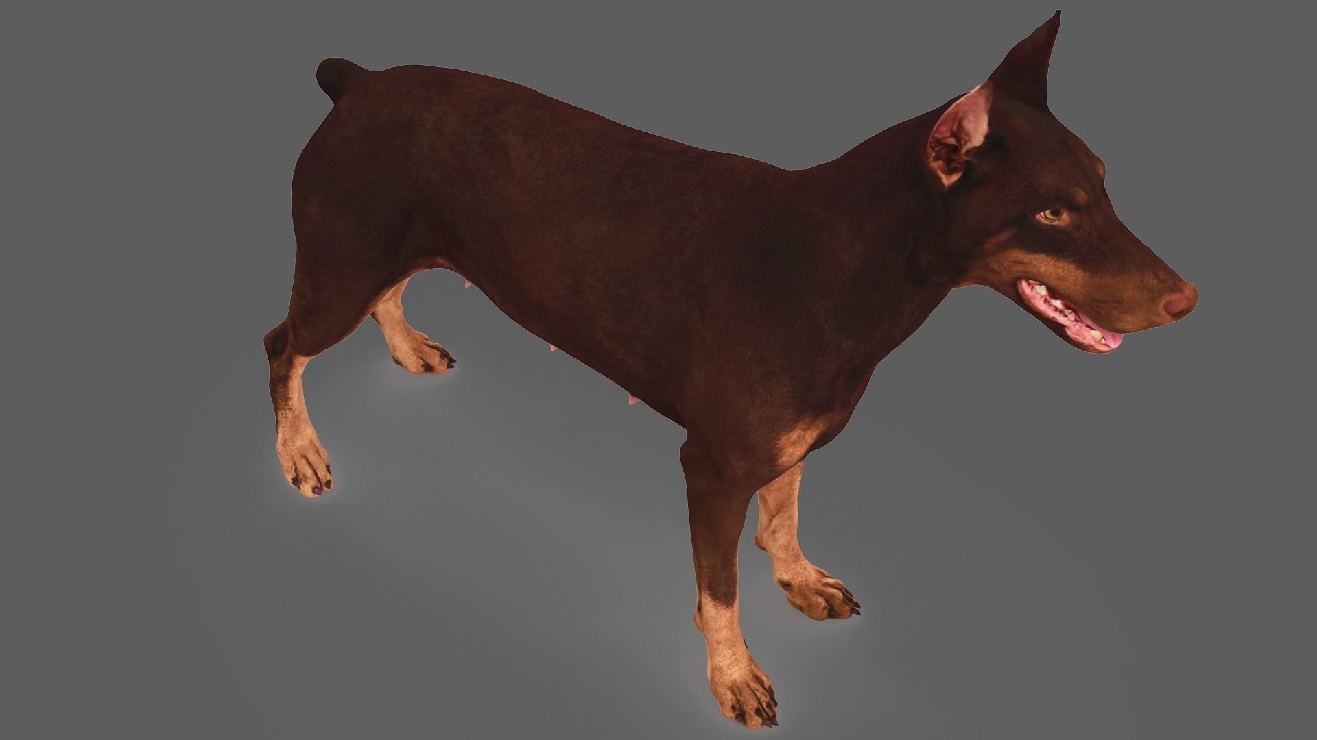 Scanned Dog Collection x13 _51