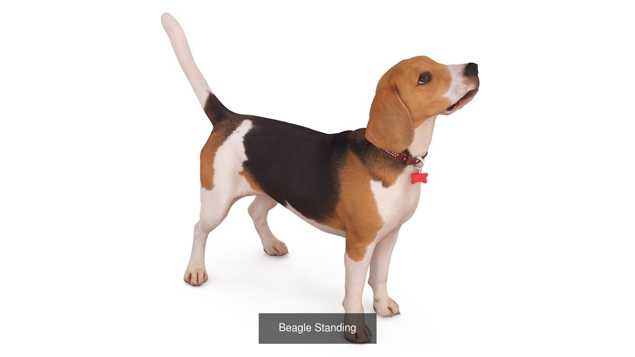 Scanned Dog Collection x13 _7