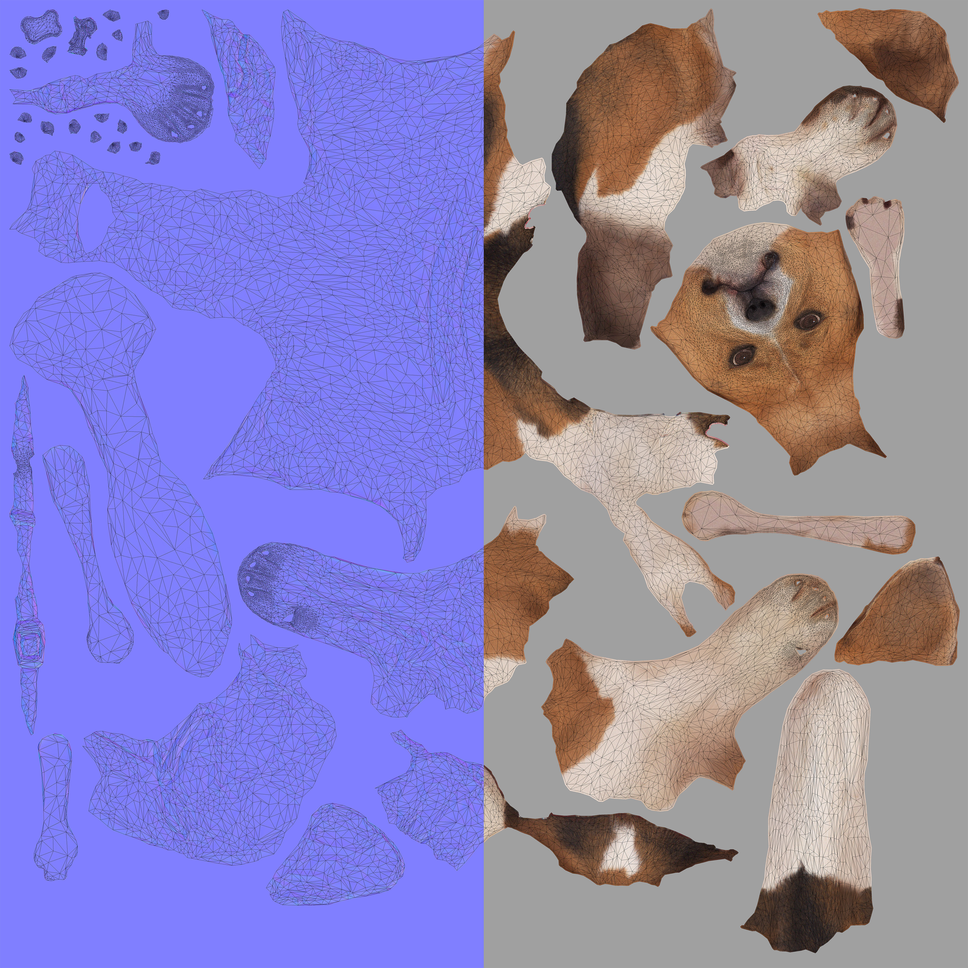 Scanned Dog Collection x13 _62