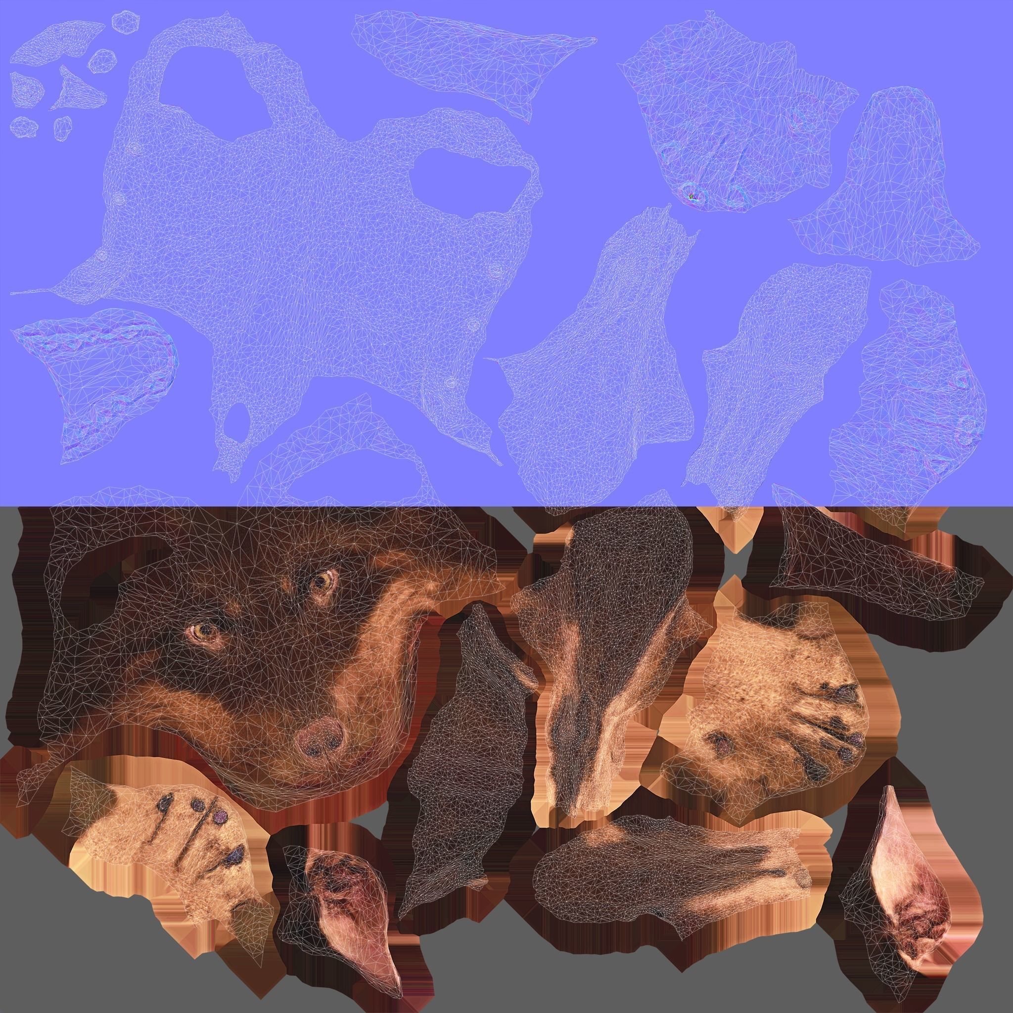 Scanned Dog Collection x13 _52