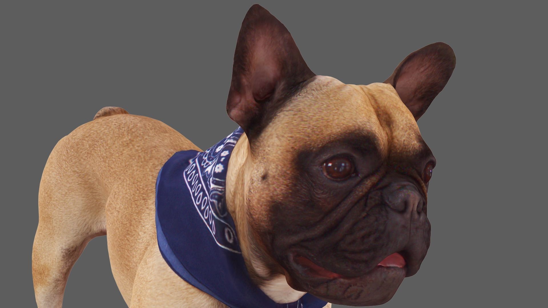 Scanned Dog Collection x13 _45