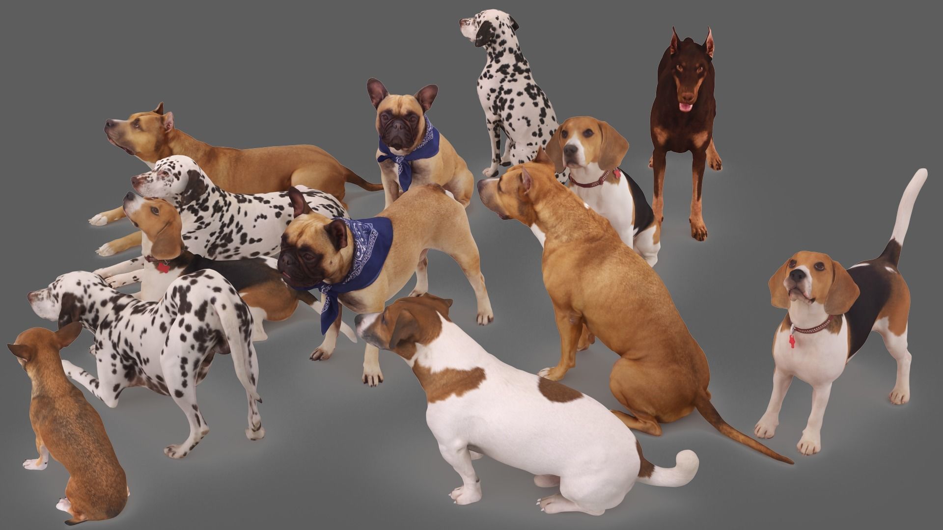 Scanned Dog Collection x13 _2