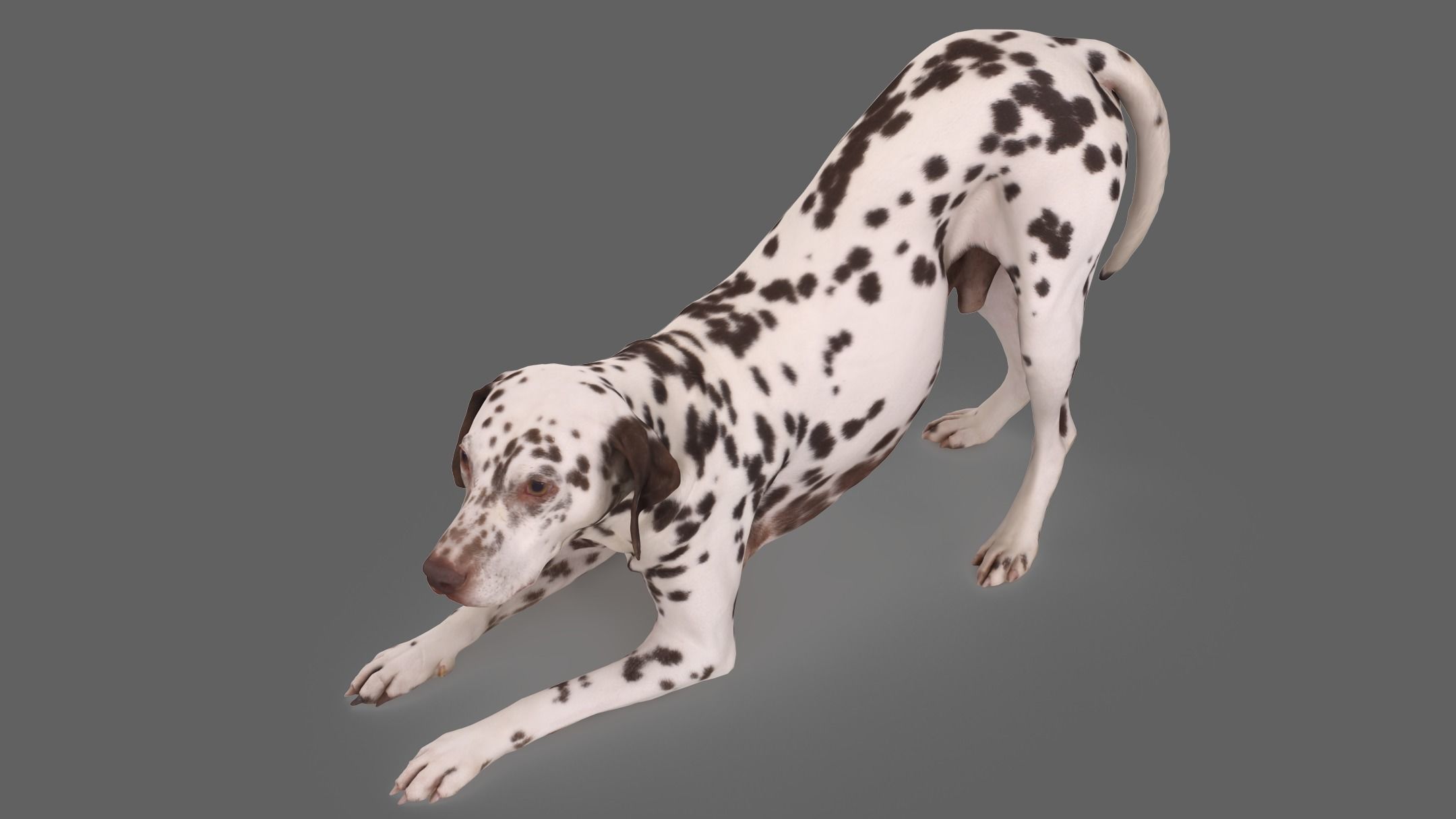 Scanned Dog Collection x13 _97