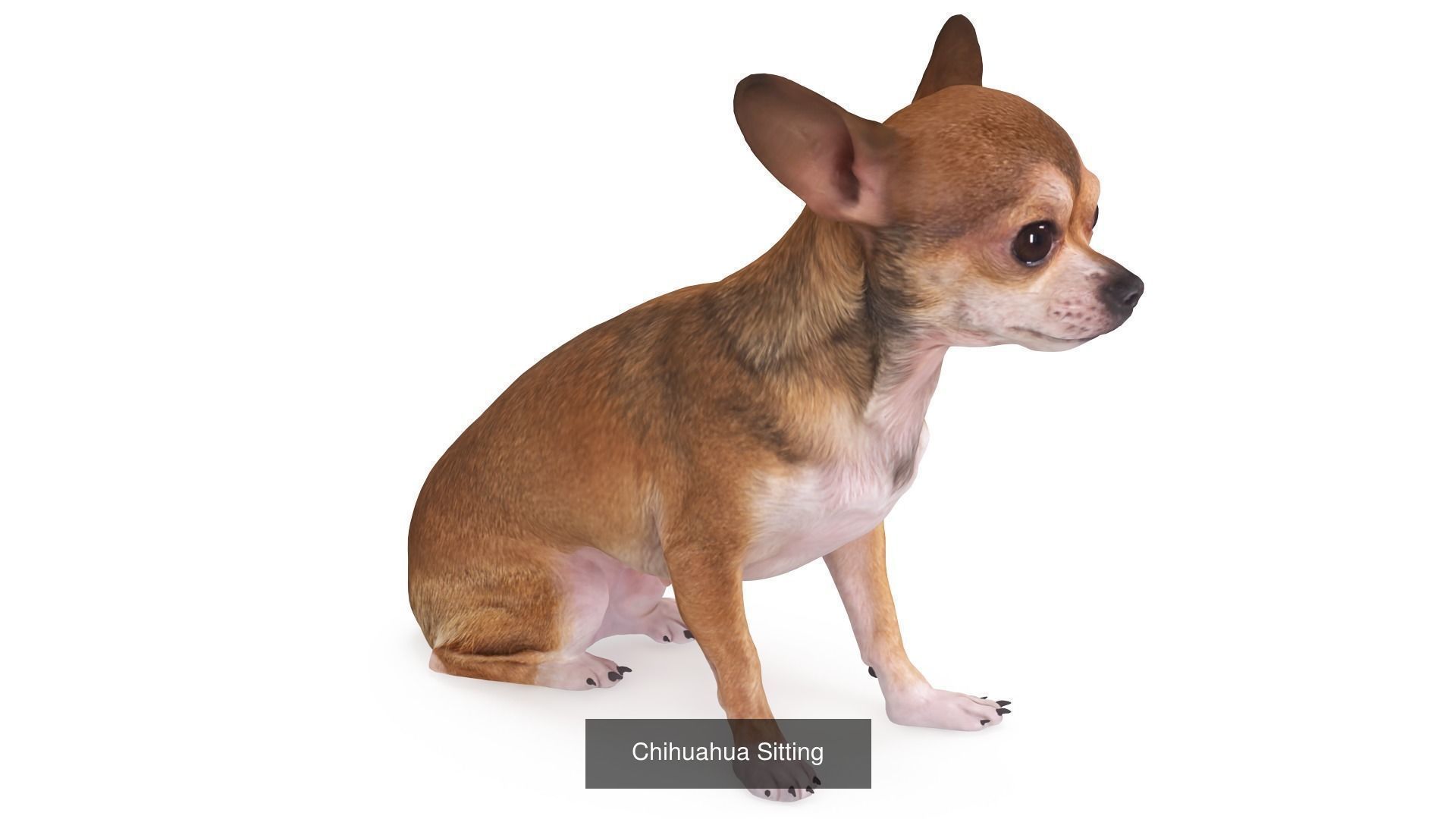 Scanned Dog Collection x13 _9