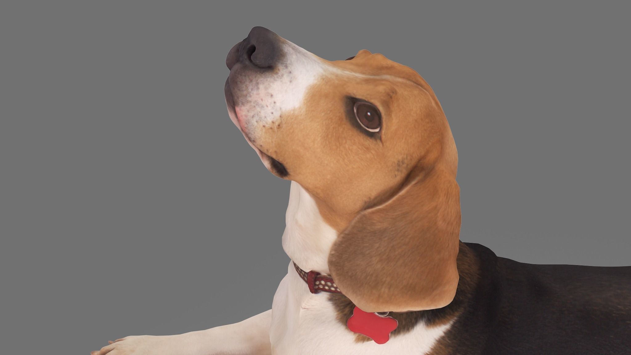 Scanned Dog Collection x13 _56