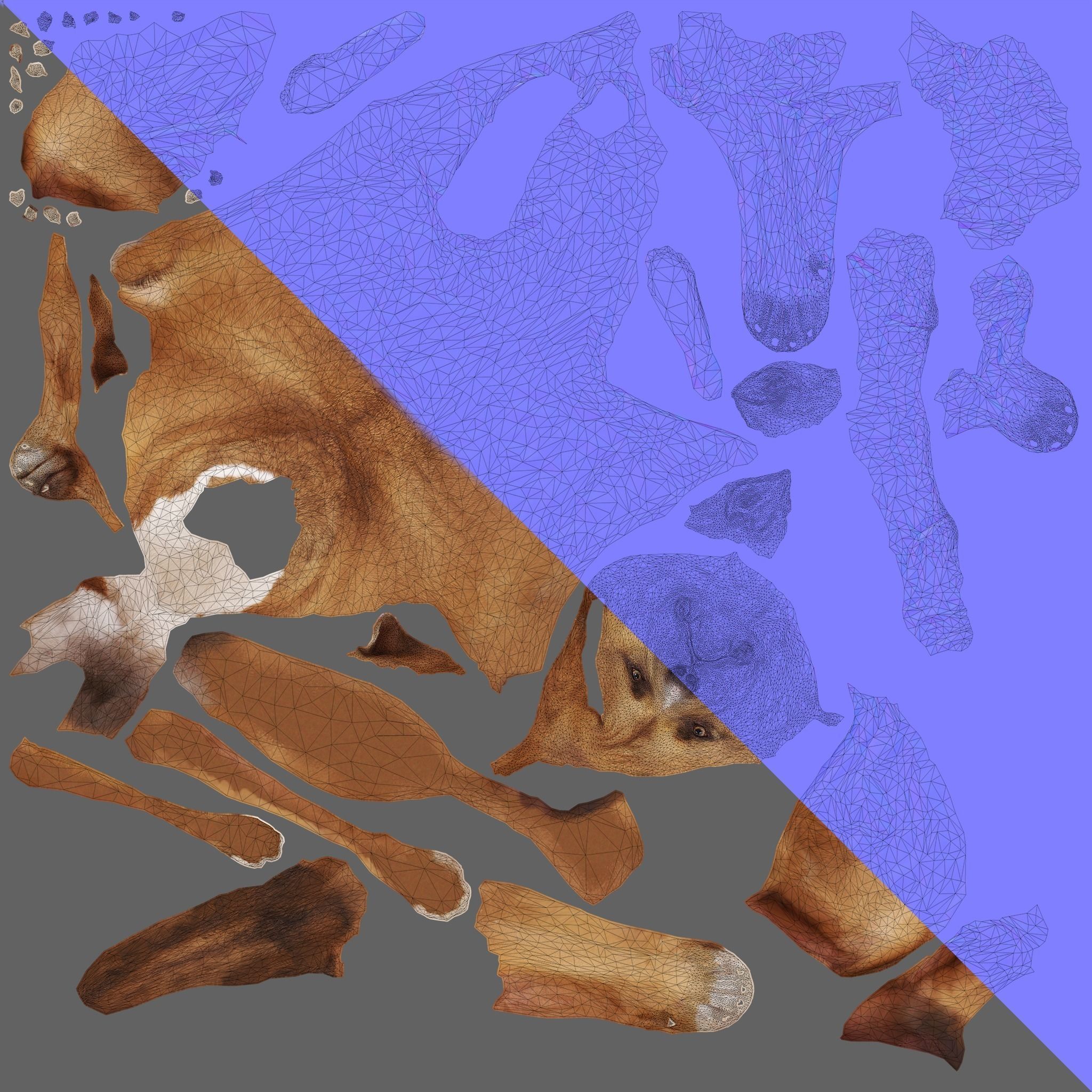 Scanned Dog Collection x13 _22