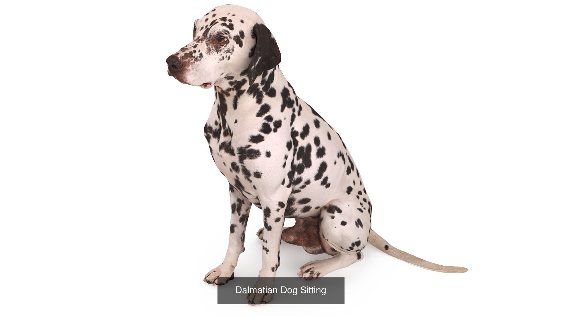 Scanned Dog Collection x13 _11