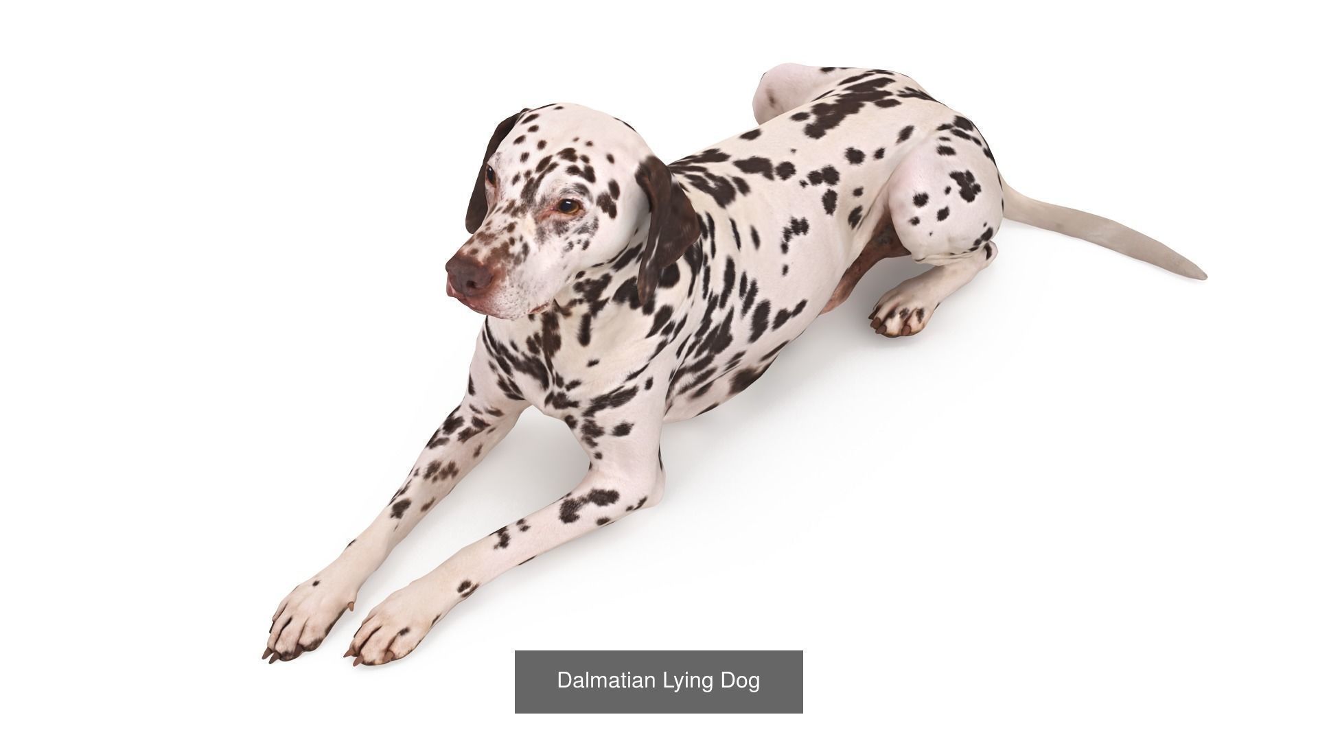 Scanned Dog Collection x13 _12