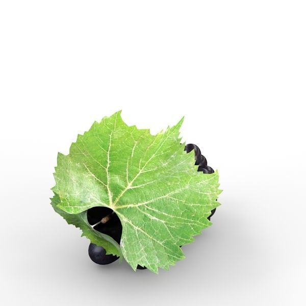 Blue Grapes 3D model_5