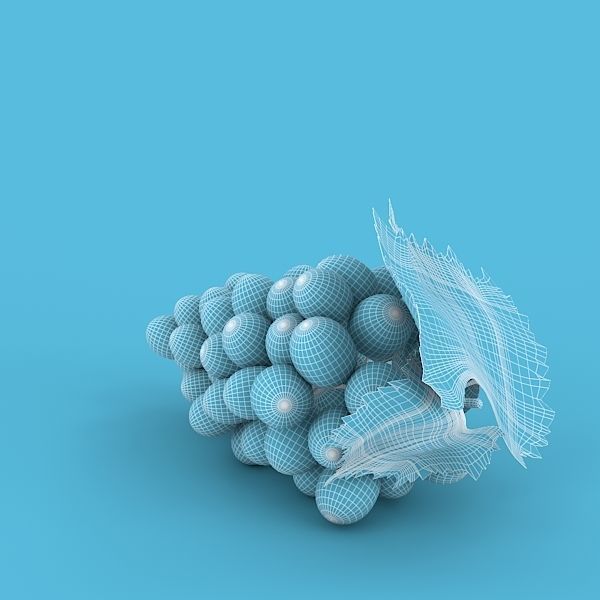 Blue Grapes 3D model_4