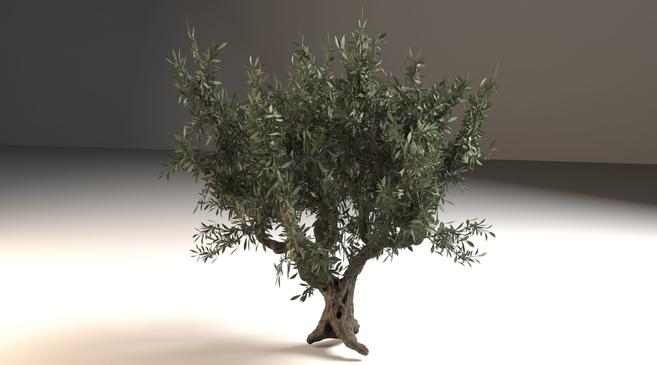 Italian Olive Tree 3d model 3D model_1