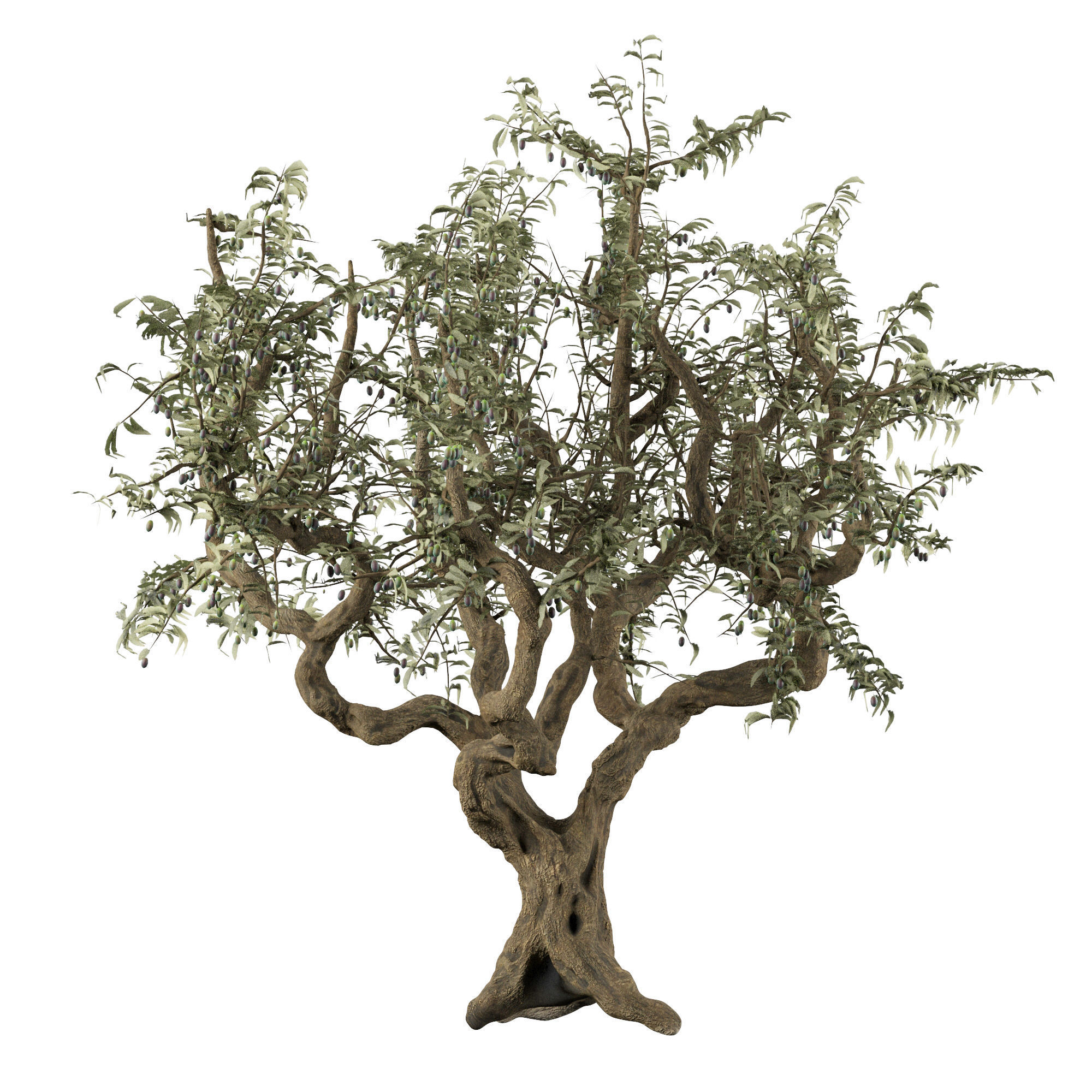 Italian Olive Tree 3d model 3D model_3
