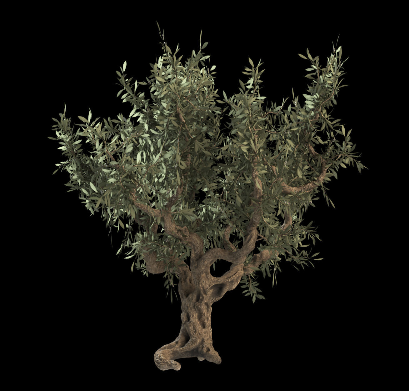 Italian Olive Tree 3d model 3D model_2