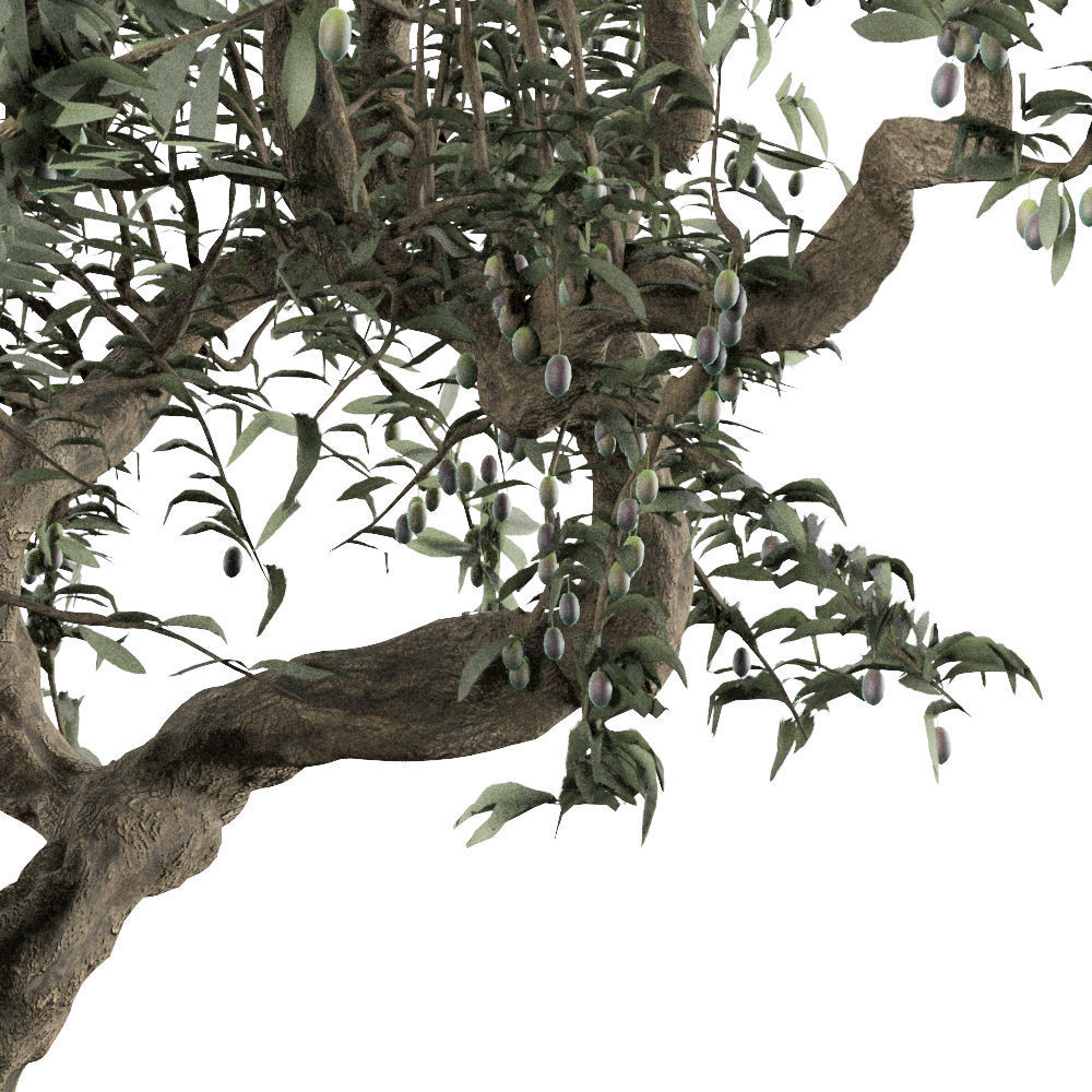 Italian Olive Tree 3d model 3D model_4