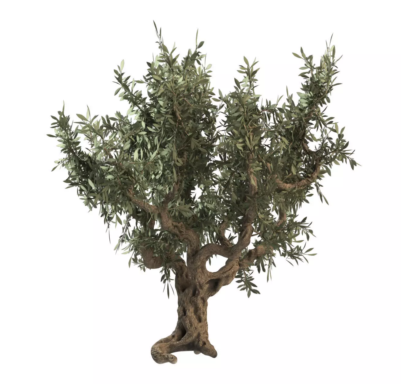 Italian Olive Tree 3d model 3D model_0