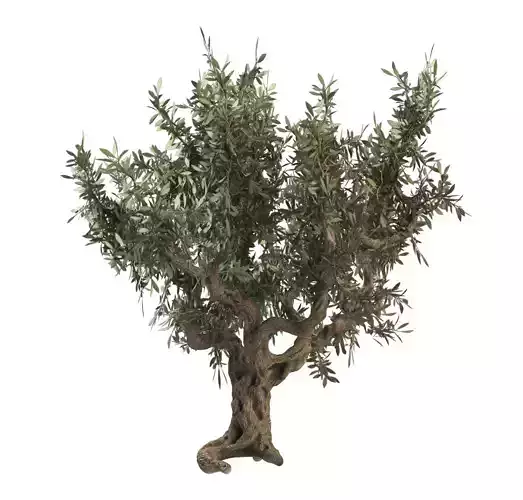 Italian Olive Tree 3d model 3D model