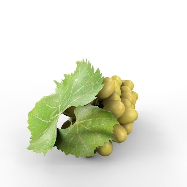 White Grapes 3D model_5