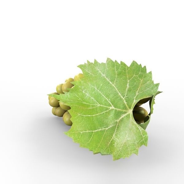 White Grapes 3D model_3