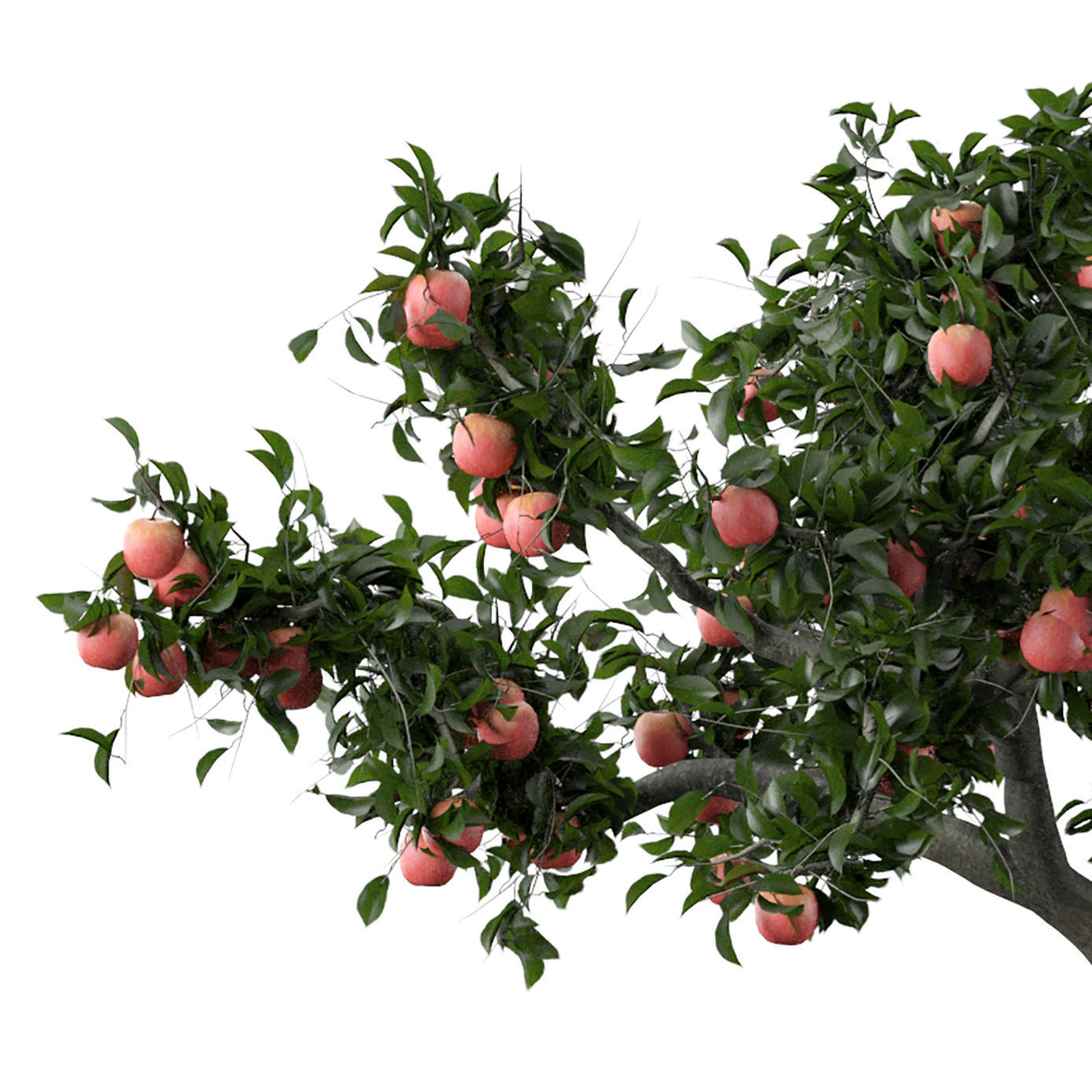 HD Apple Tree 3d model 3D model_1