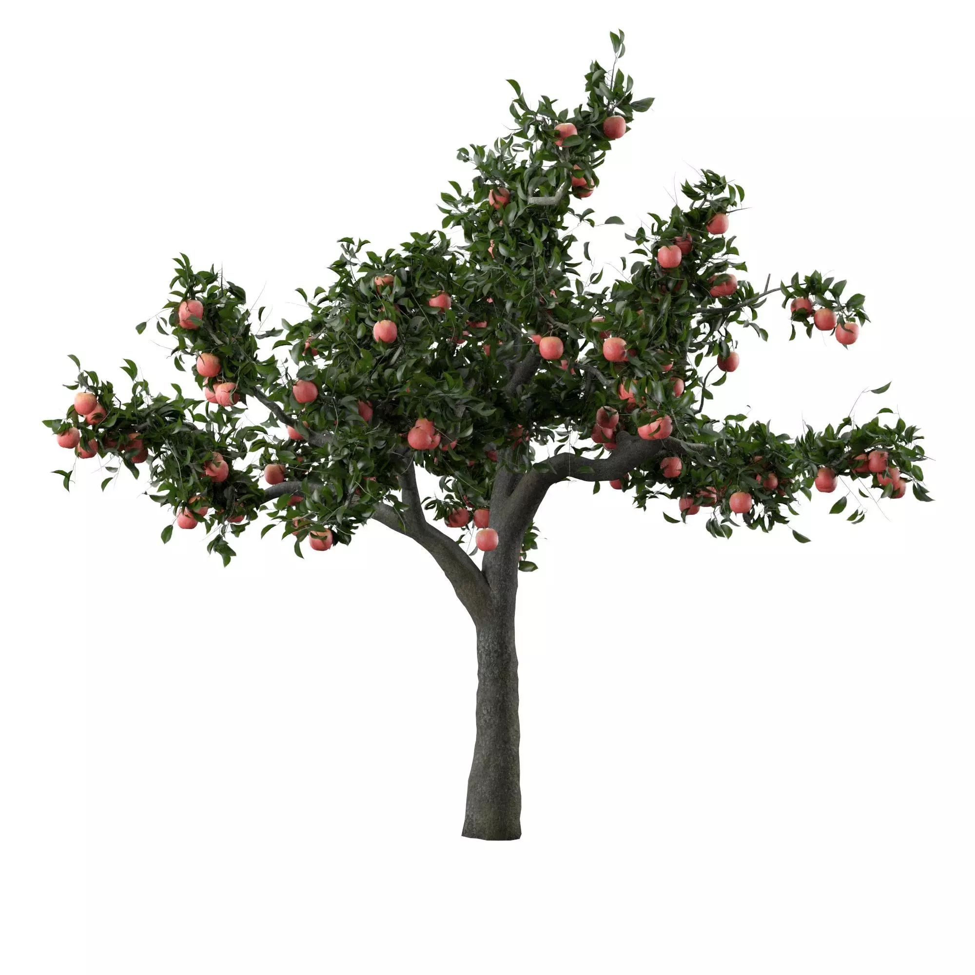 HD Apple Tree 3d model 3D model_0